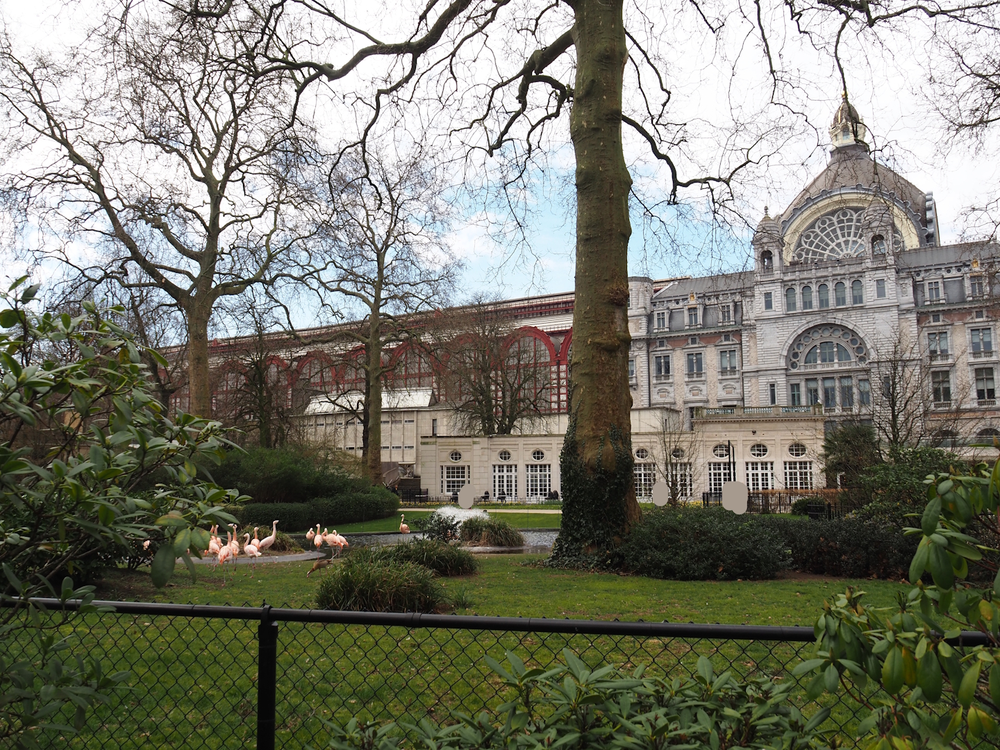 Flamingo exhibit, at the time temporarily home to Chilean flamingos, Grand Café Flamingo and Antwerp Central Station, 2024-03-09