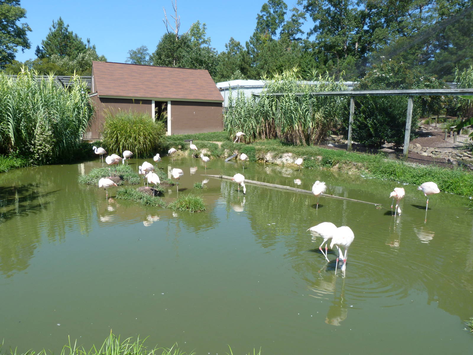 Flamingo Exhibit - August 2014