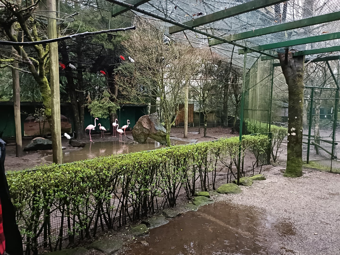 Flamingo exhibit - Avifauna Lugo