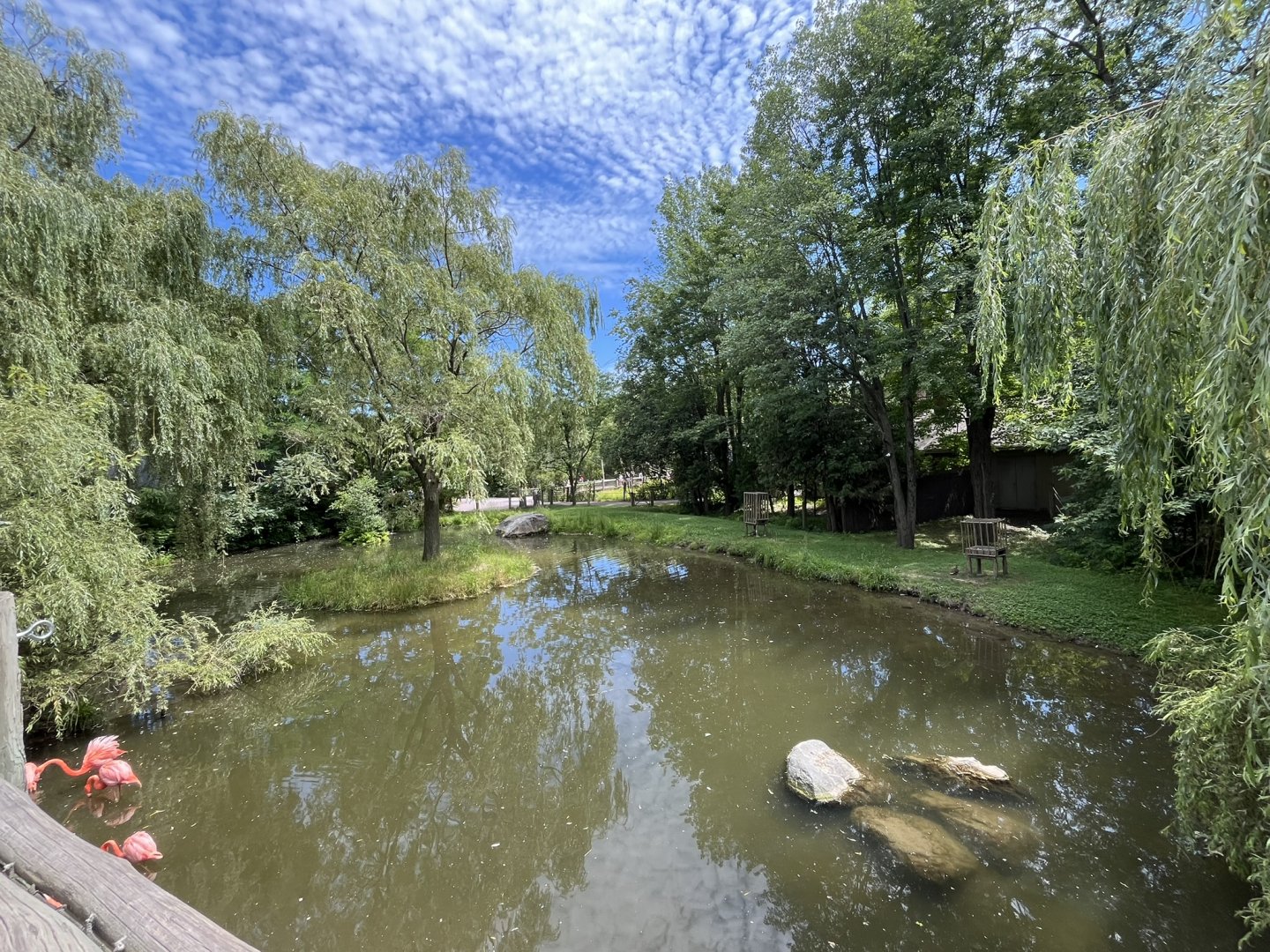 Flamingo exhibit from the boardwalk