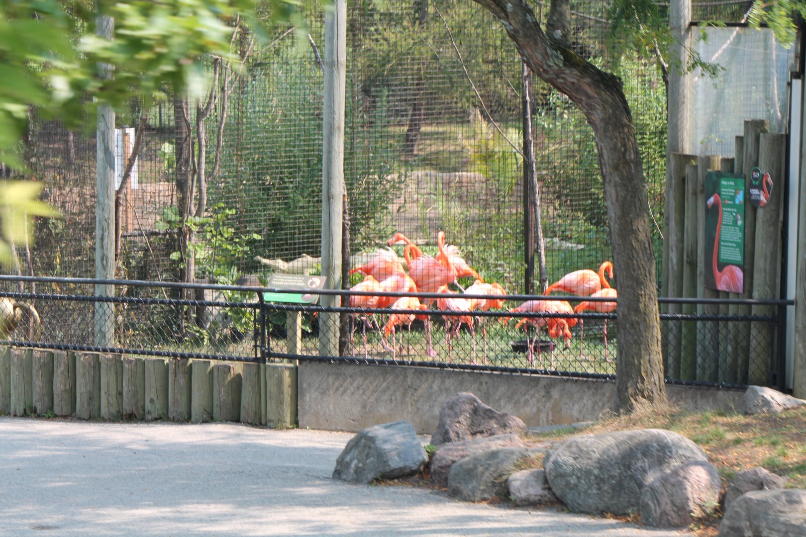 Flamingo exhibit from zoomobile