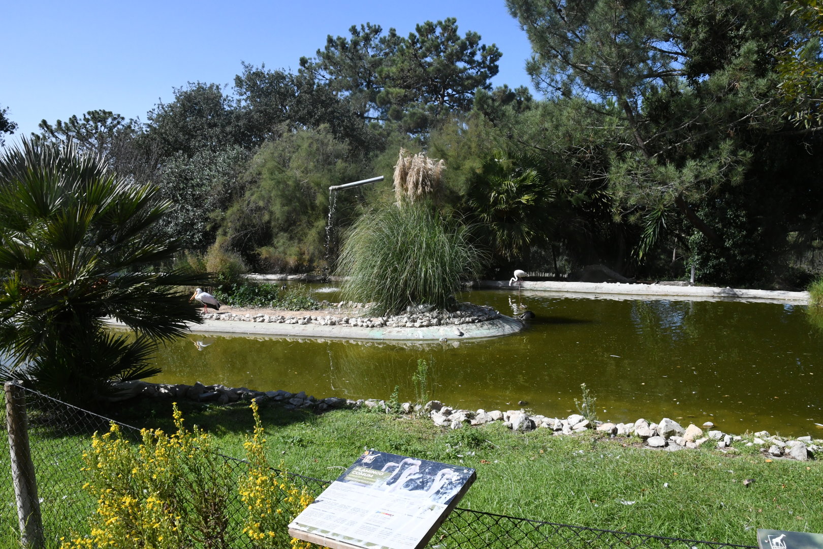 Flamingo exhibit (Greater Flamingos and Yellow-bellied Storks)