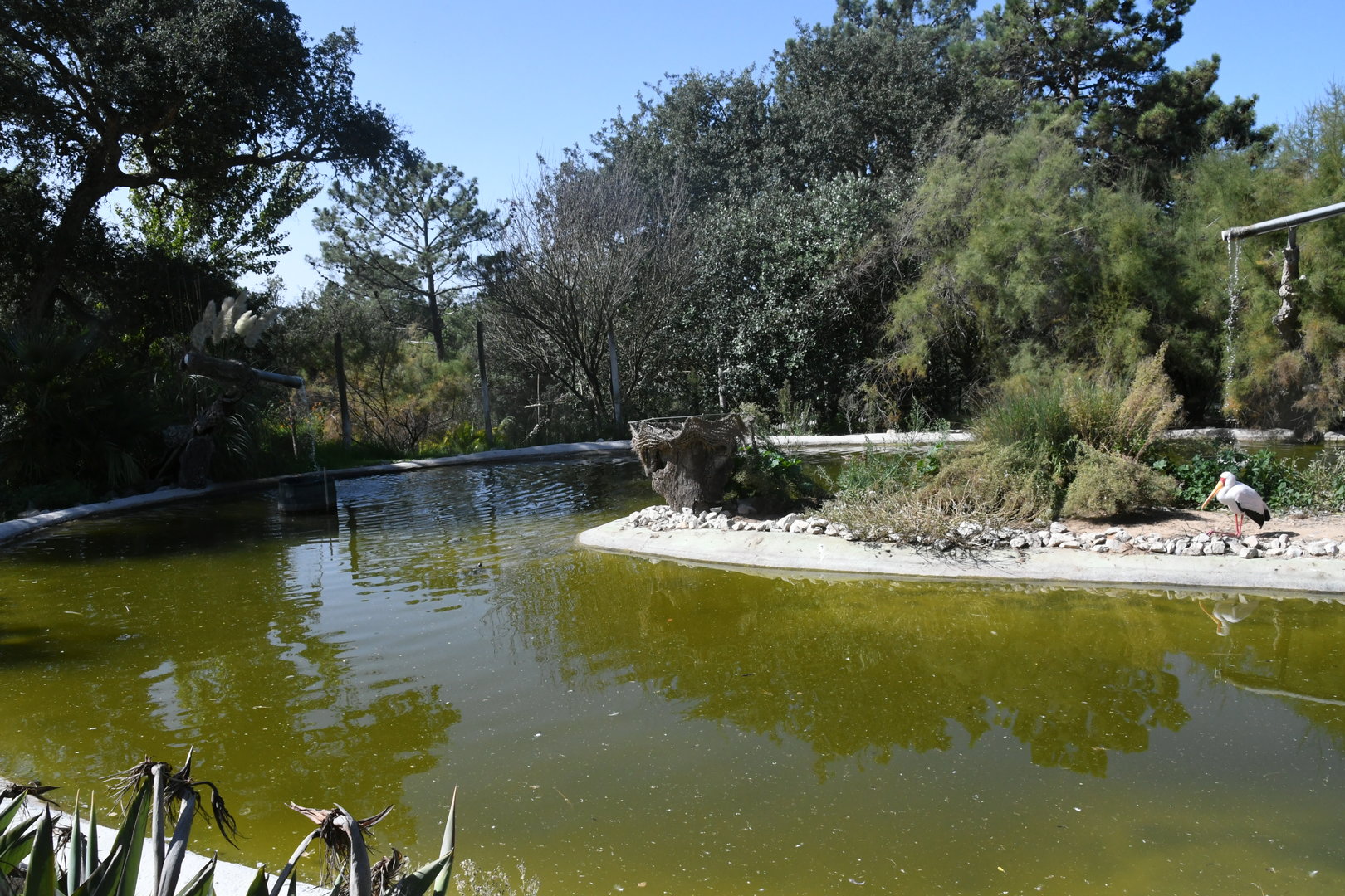 Flamingo exhibit (Greater Flamingos and Yellow-bellied Storks)
