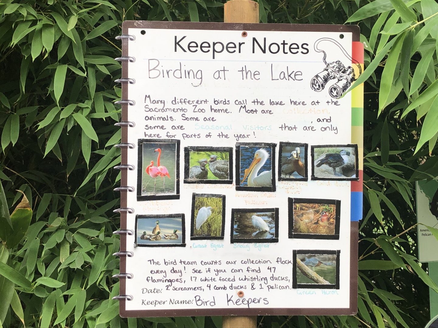 Flamingo exhibit Keeper Notes