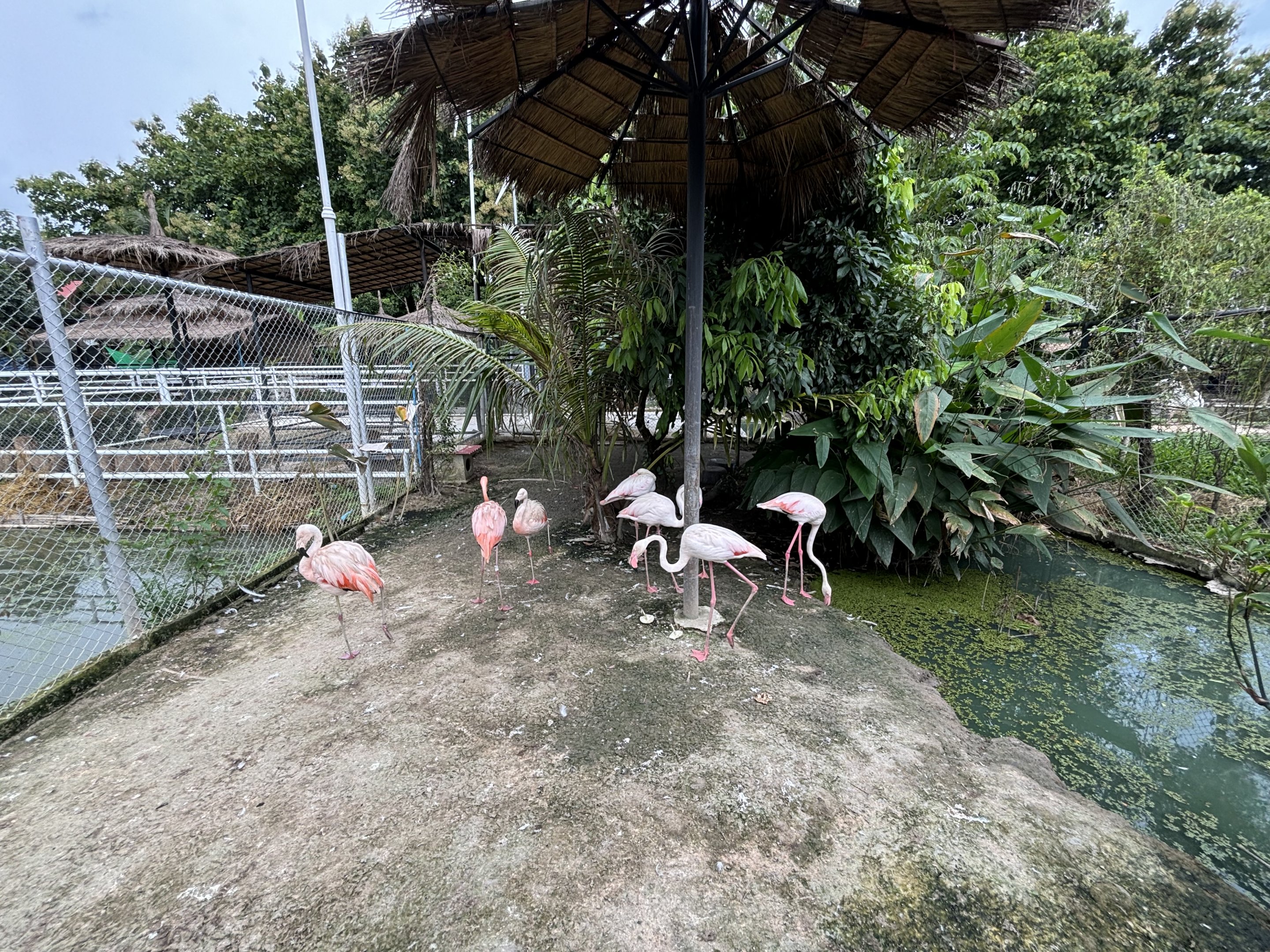 Flamingo Exhibit - Lanna Mini Zoo