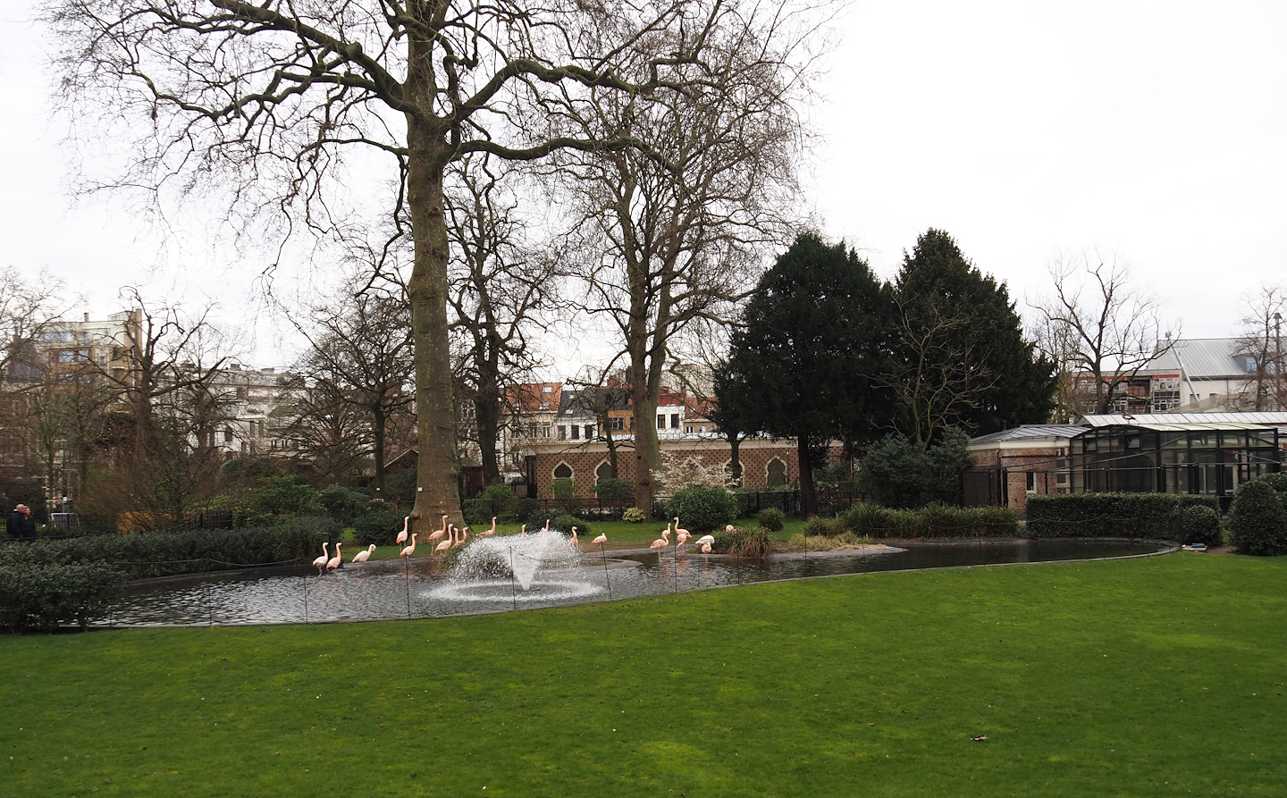 Flamingo exhibit, now with Chilean flamingos, 2024-03-09
