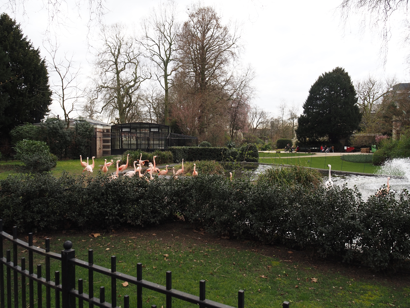 Flamingo exhibit, now with Chilean flamingos, 2024-03-09