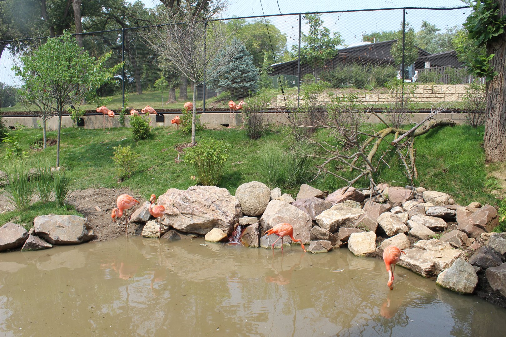 Flamingo Exhibit - Simmons Aviary Overview