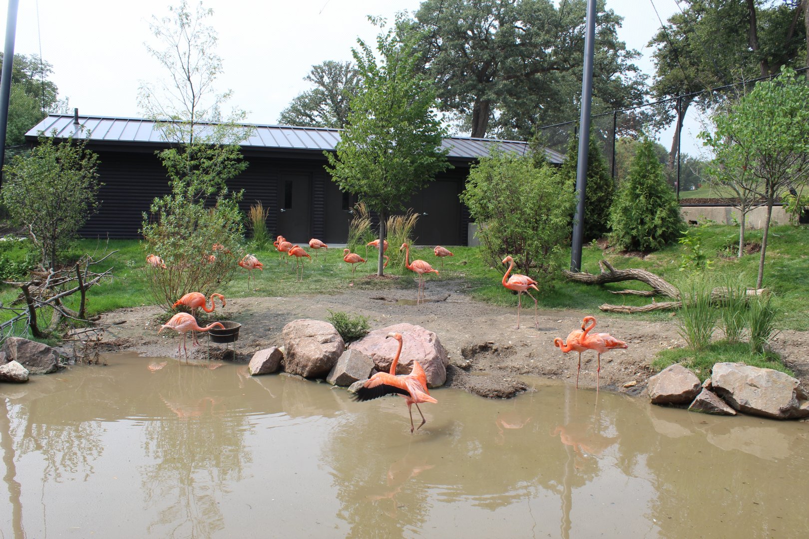Flamingo Exhibit - Simmons Aviary