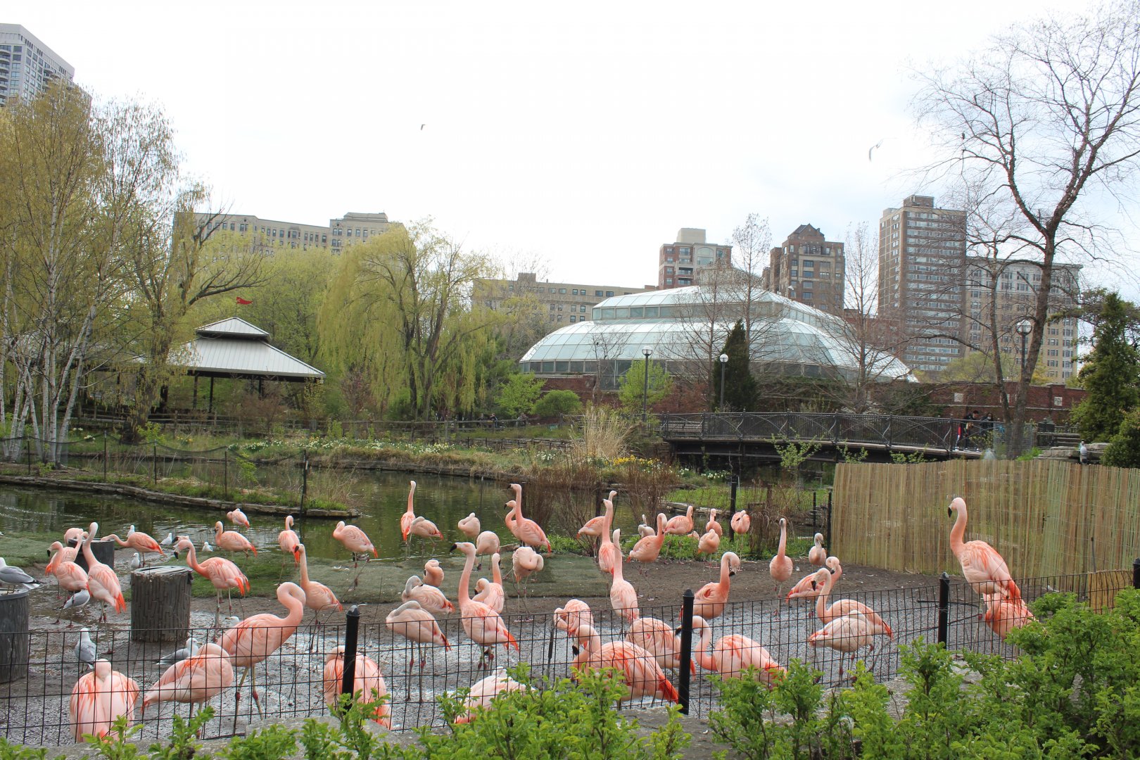 Flamingo Exhibit + Small Mammal/Reptile House