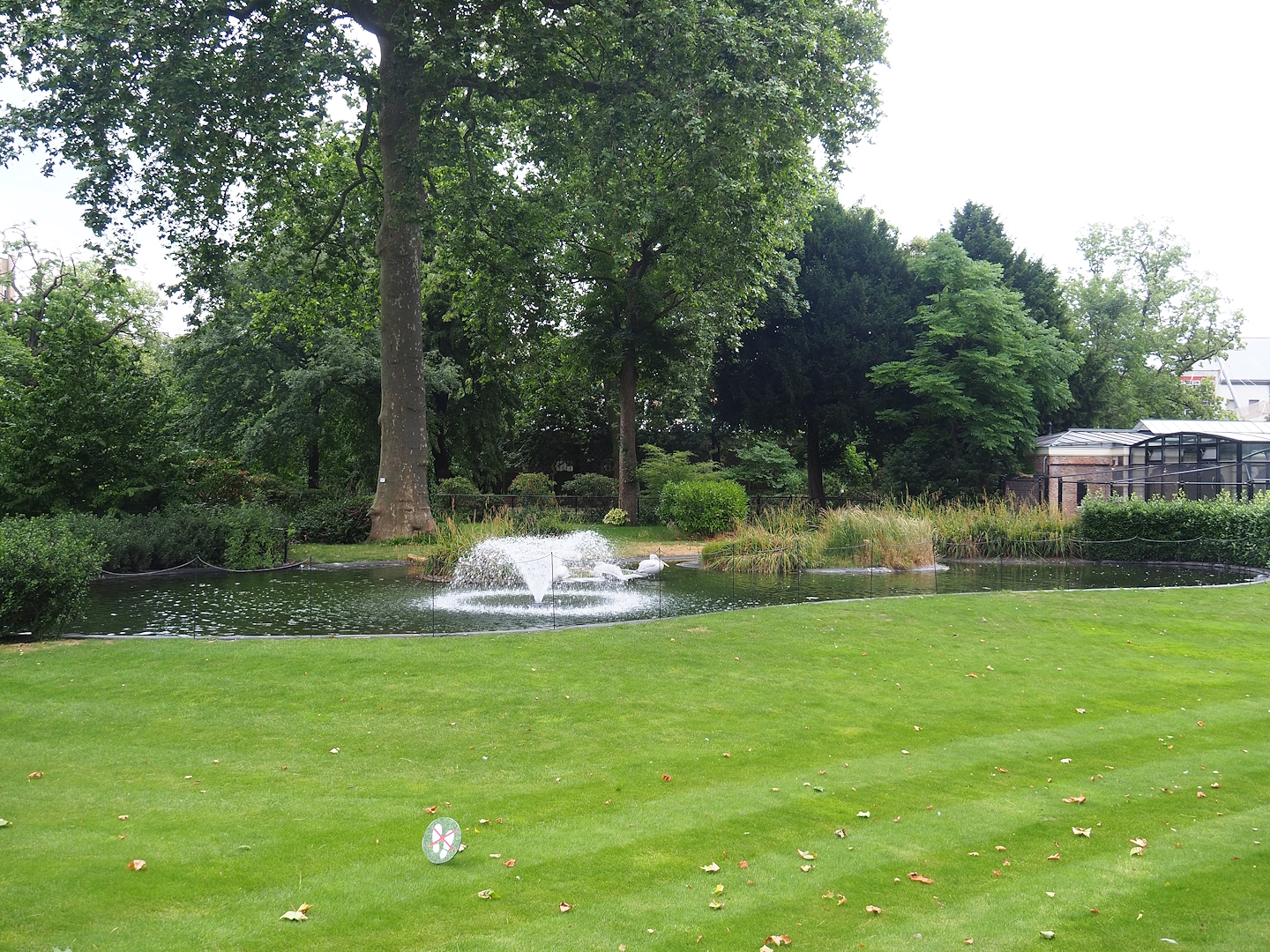 Flamingo exhibit temporarily housing Dalmatian pelicans, 2023-07-02