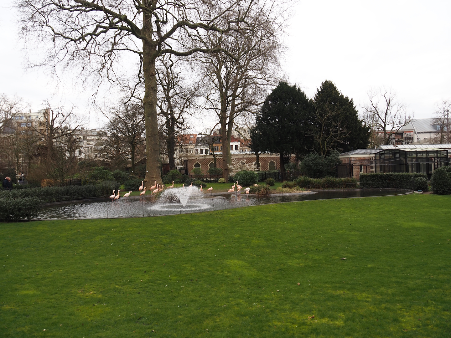 Flamingo exhibit, temporarily with Chilean flamingos at the time, with Moorish Temple (Okapi house) in the background, 2024-03-09