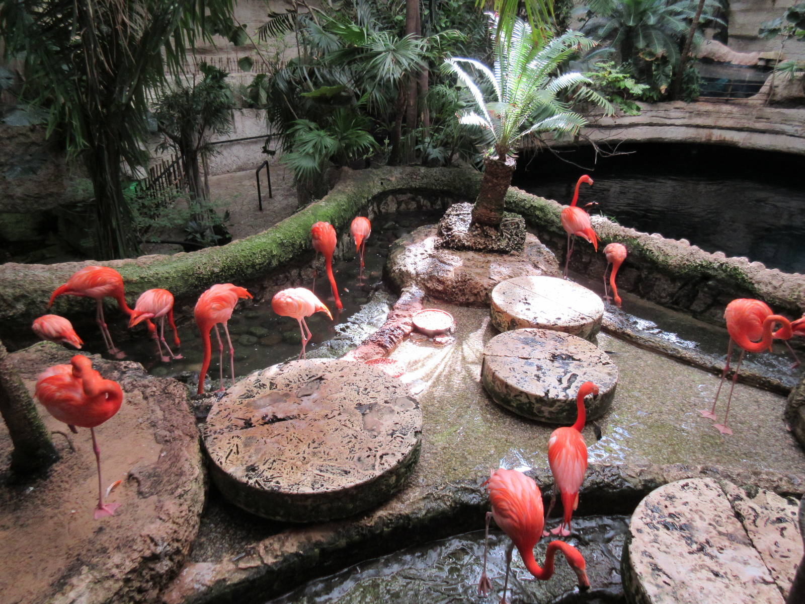 Flamingo Exhibit - very small
