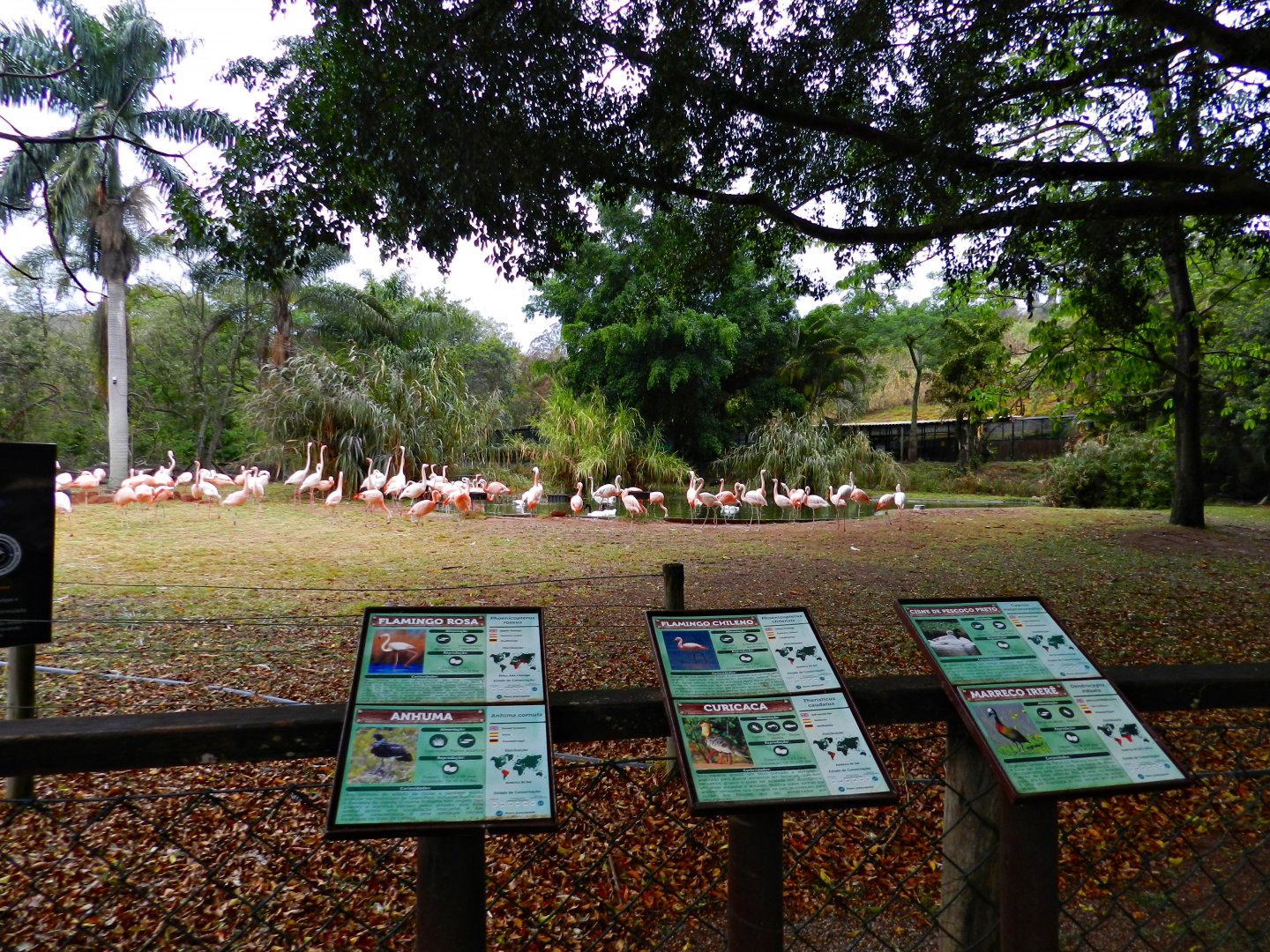 Flamingo exhibit - Zooparque itatiba
