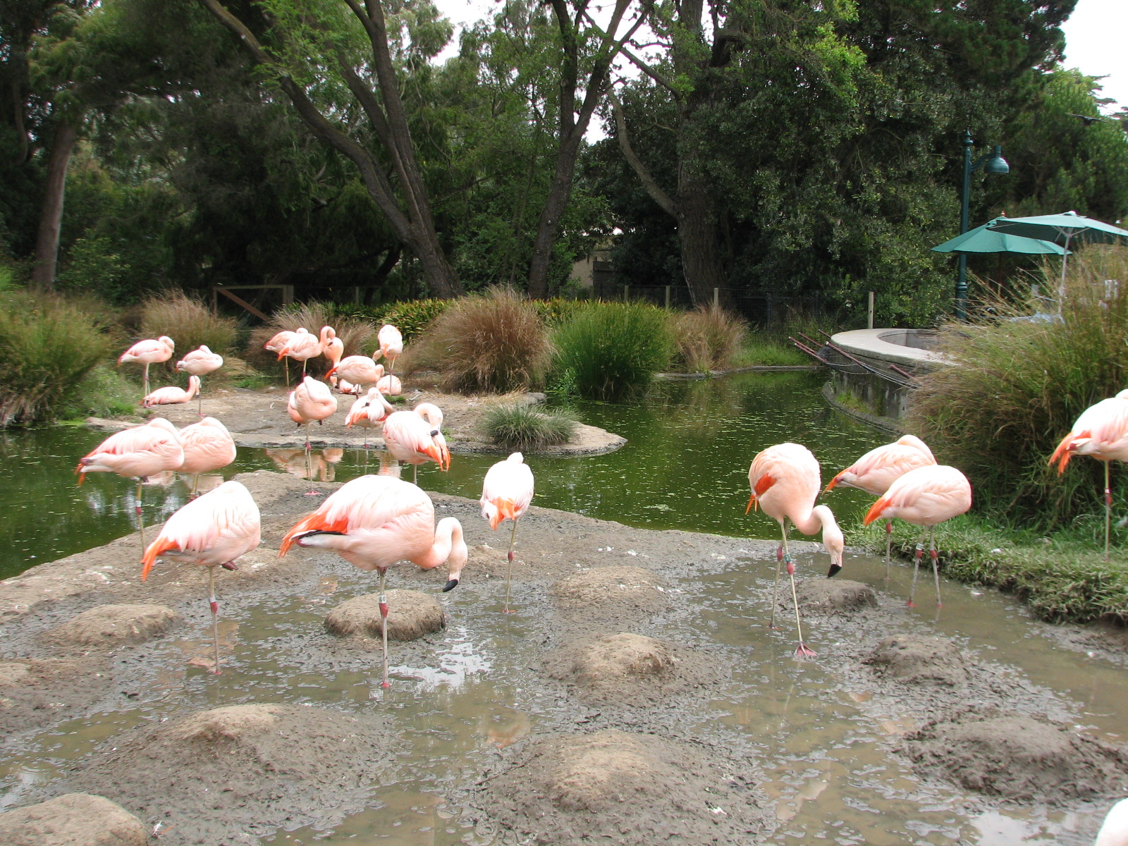 Flamingo Exhibit