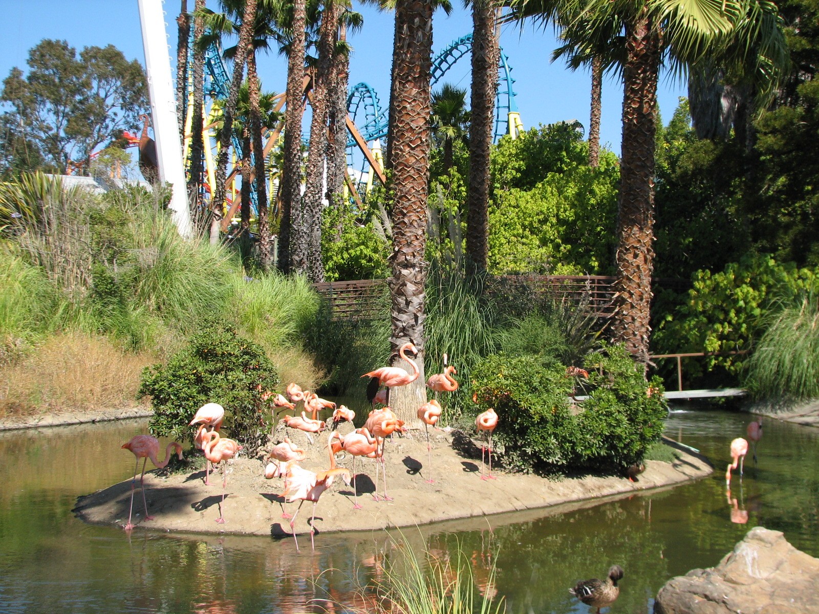 Flamingo Exhibit