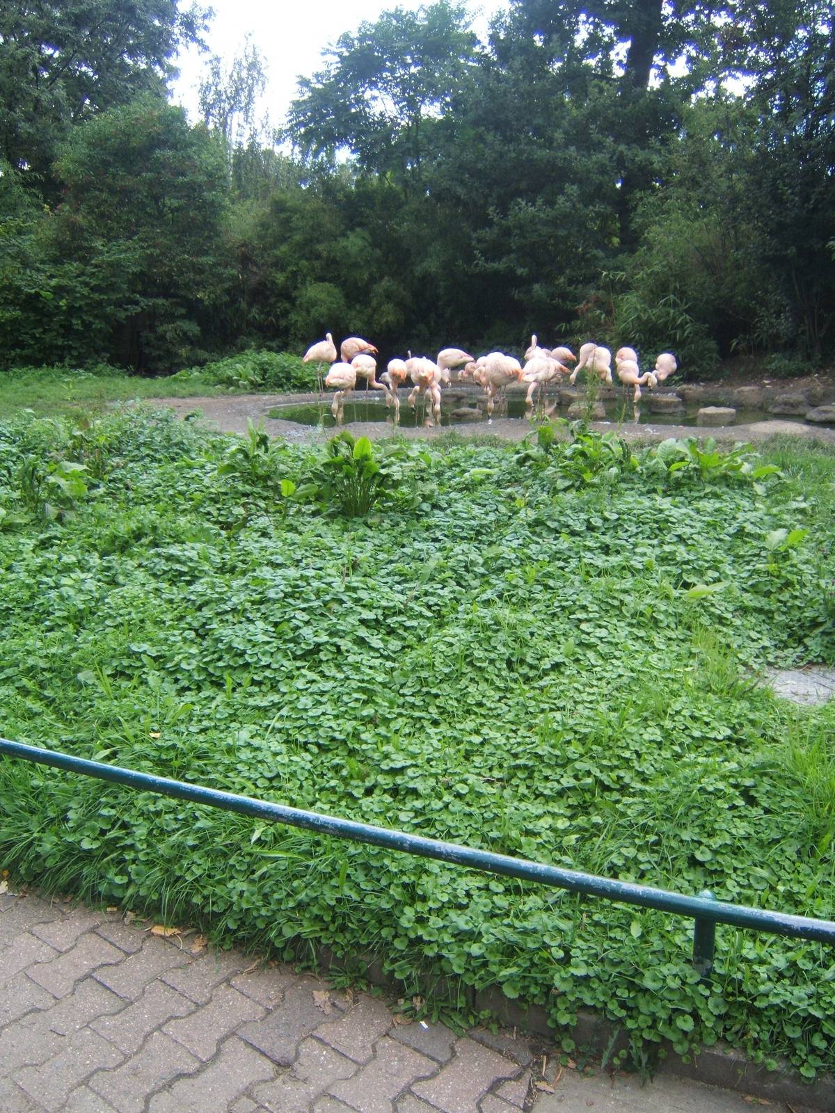 Flamingo exhibit