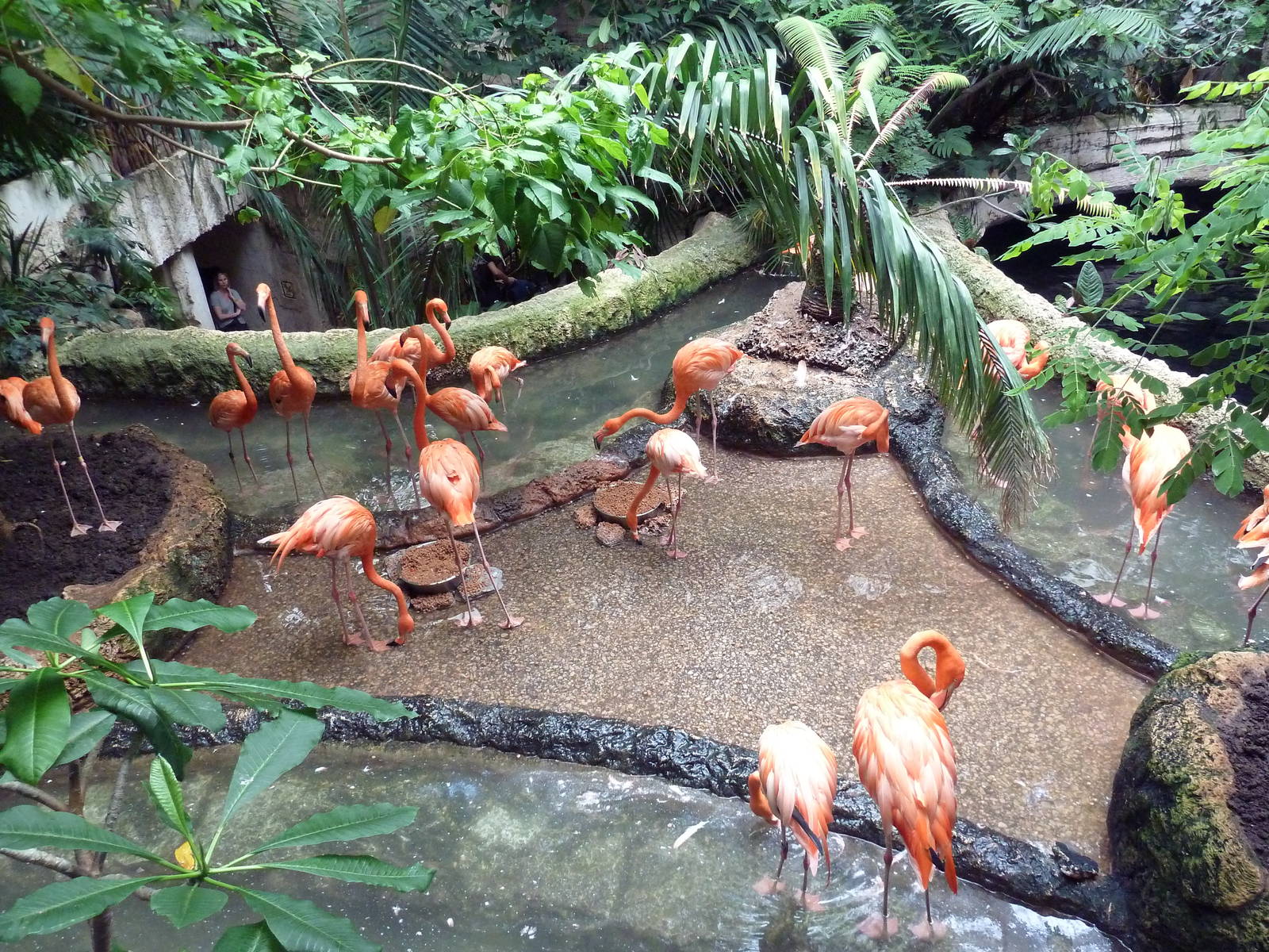 Flamingo Exhibit