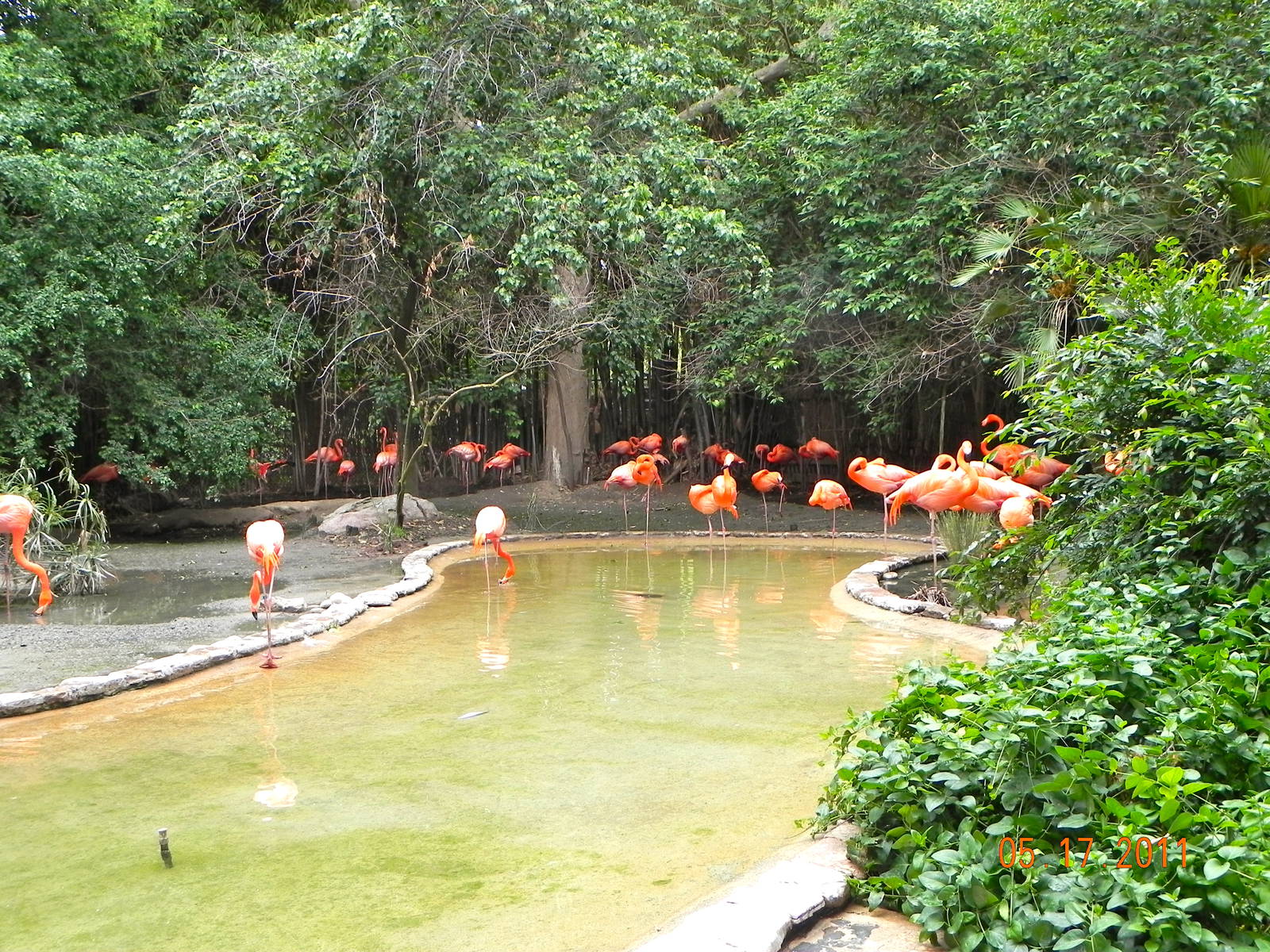 Flamingo exhibit
