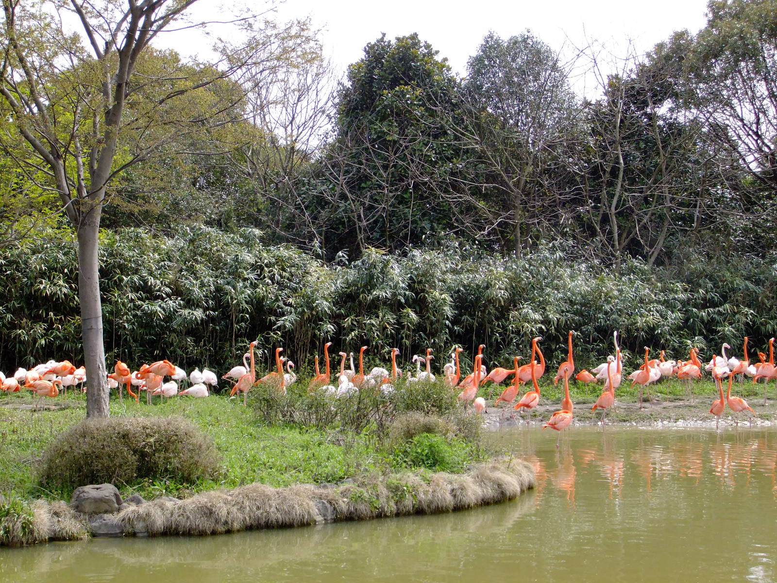 Flamingo Exhibit
