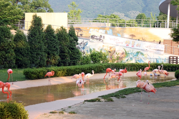 Flamingo exhibit