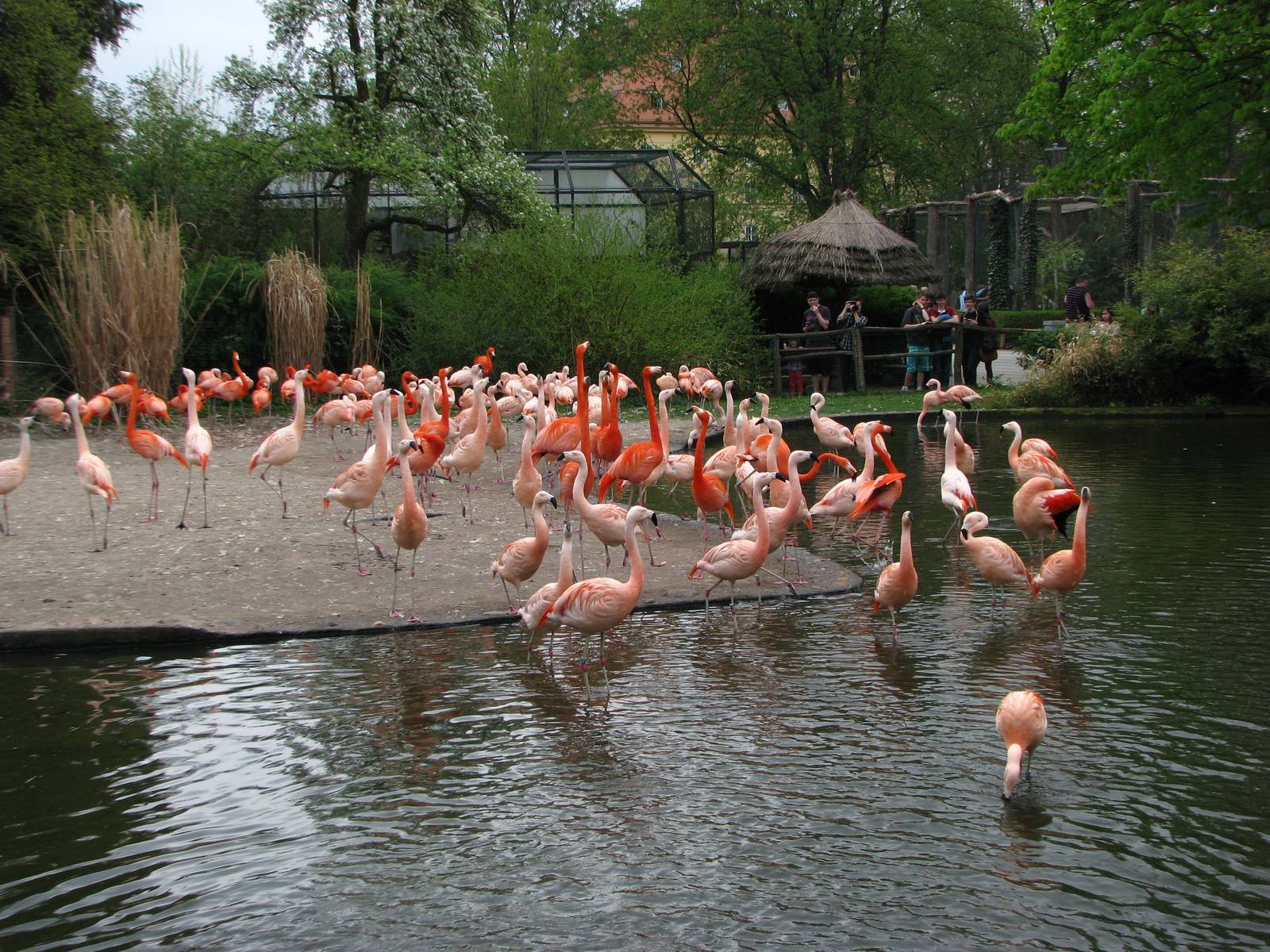 Flamingo exhibit
