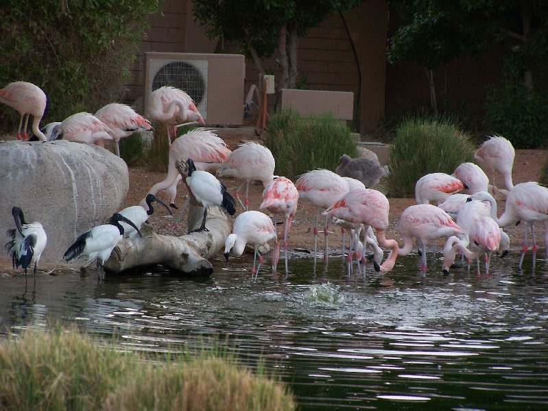 Flamingo Exhibit