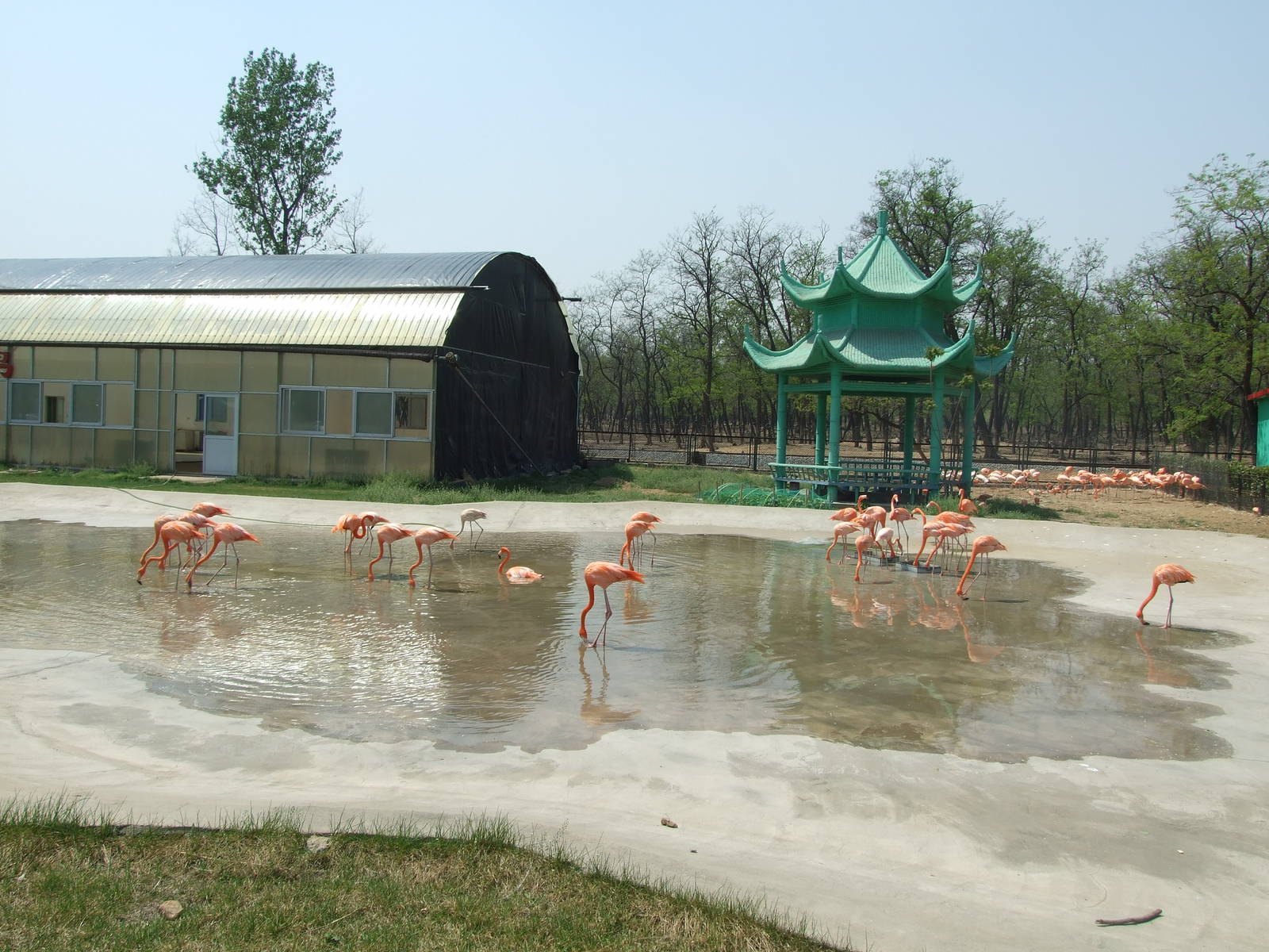 Flamingo exhibit