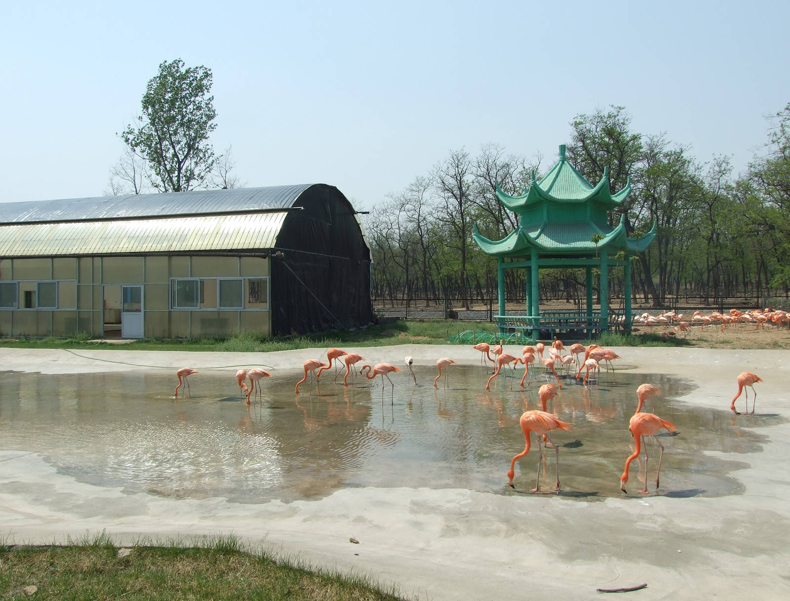 Flamingo exhibit