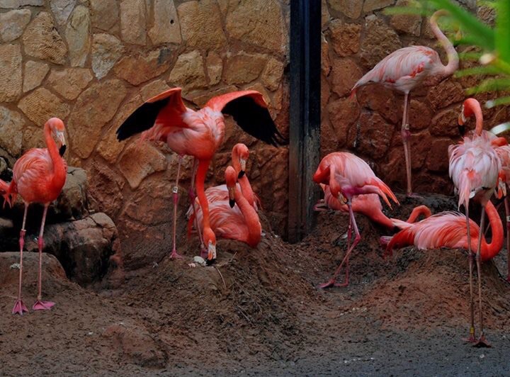 Flamingo Exhibit