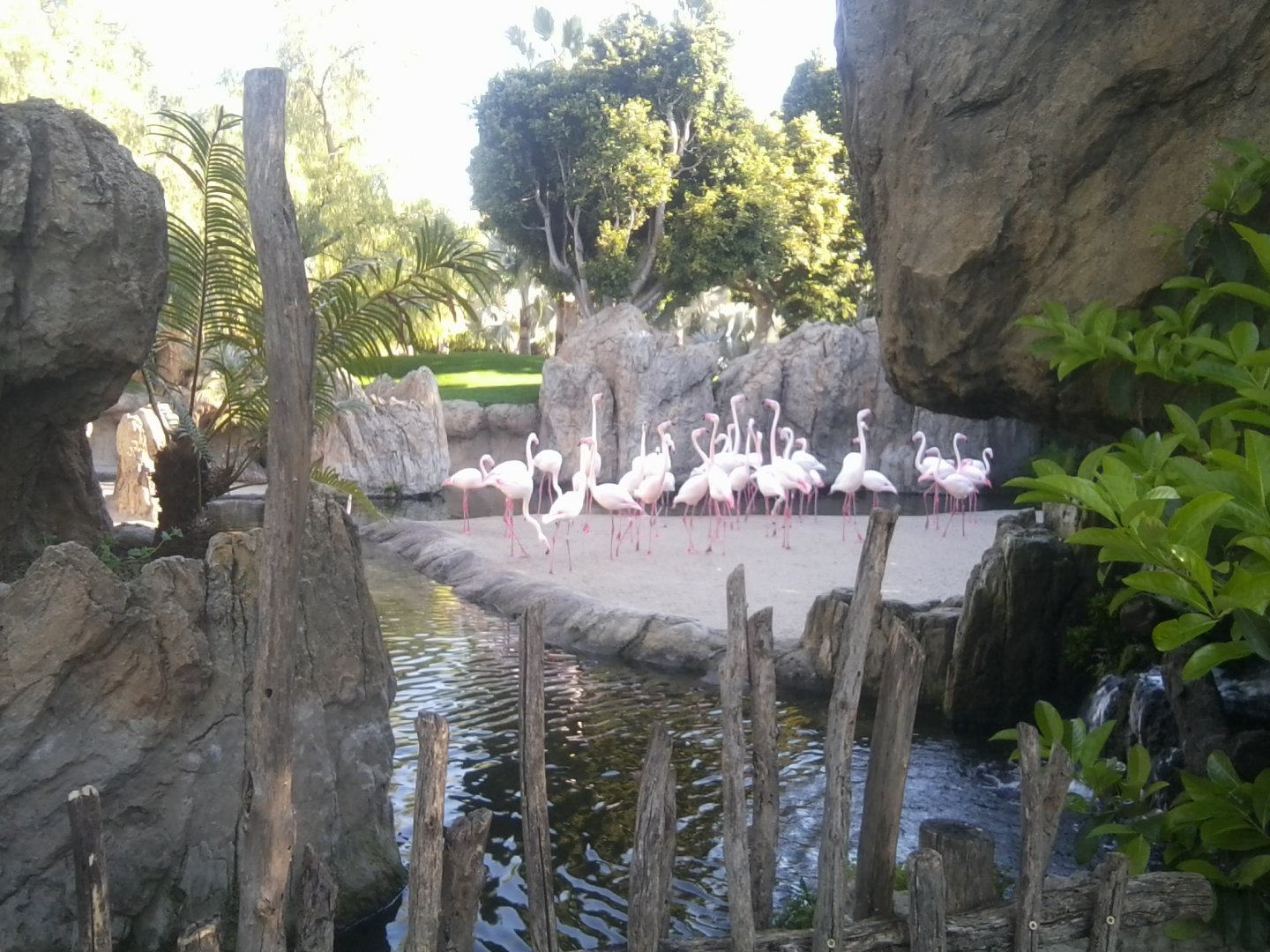 Flamingo exhibit
