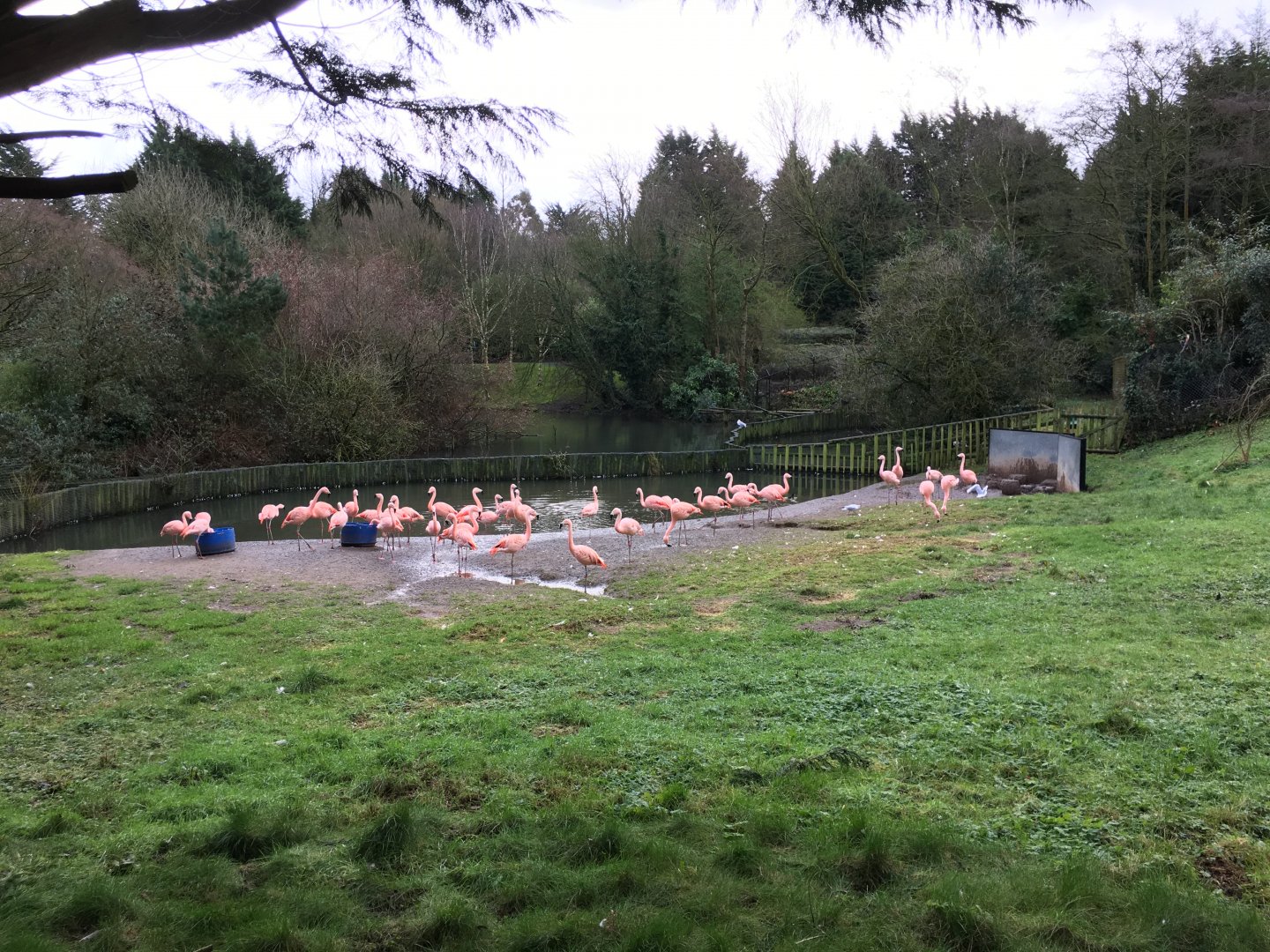 Flamingo Exhibit