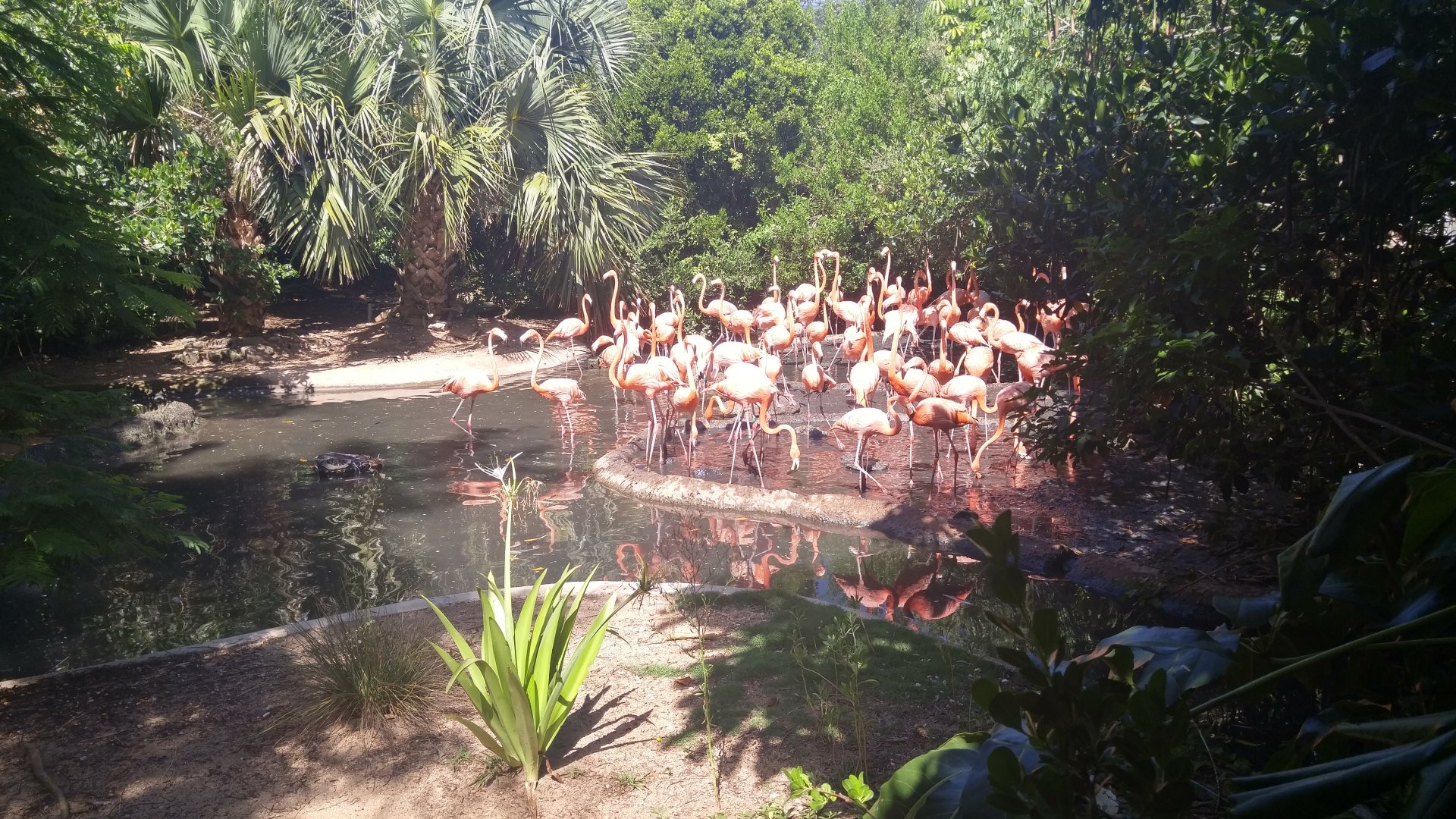 Flamingo exhibit