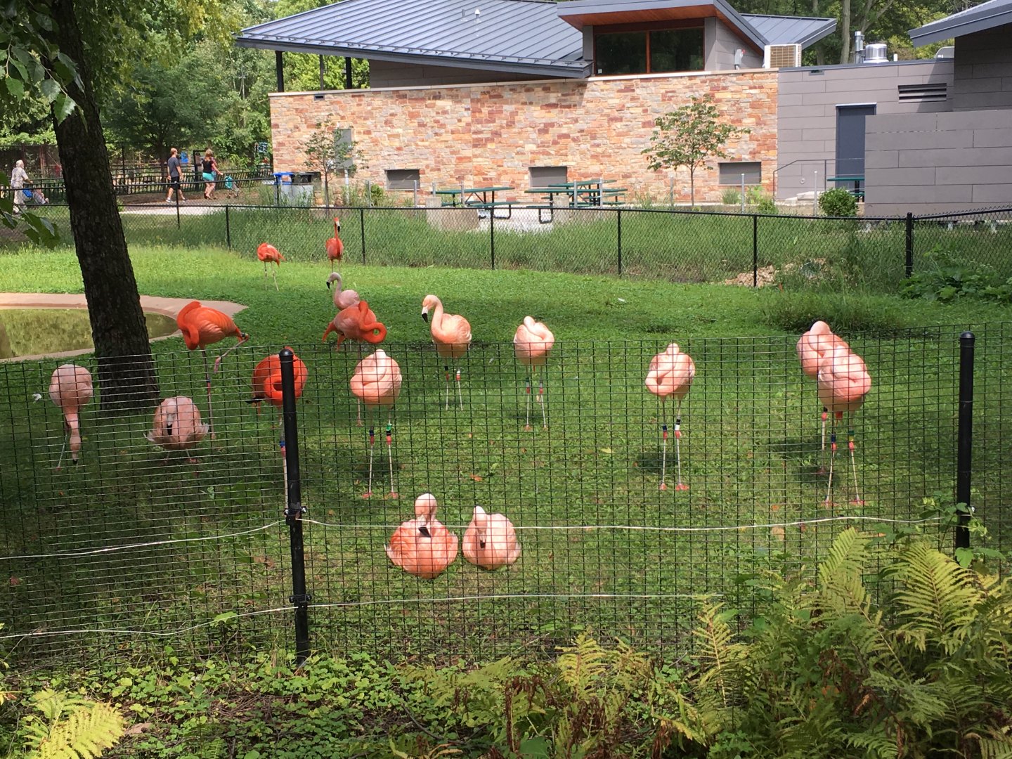 Flamingo Exhibit