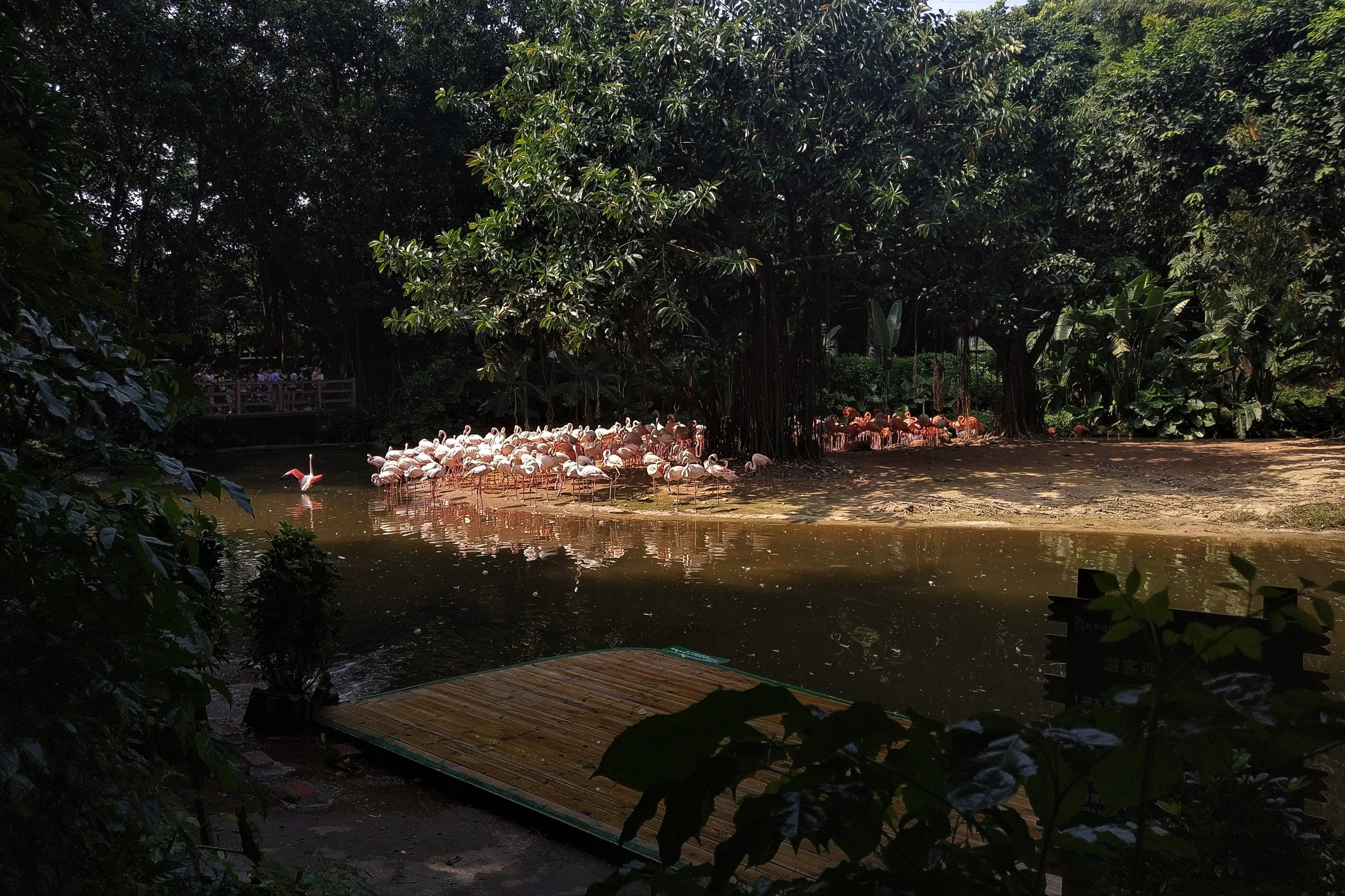Flamingo Exhibit