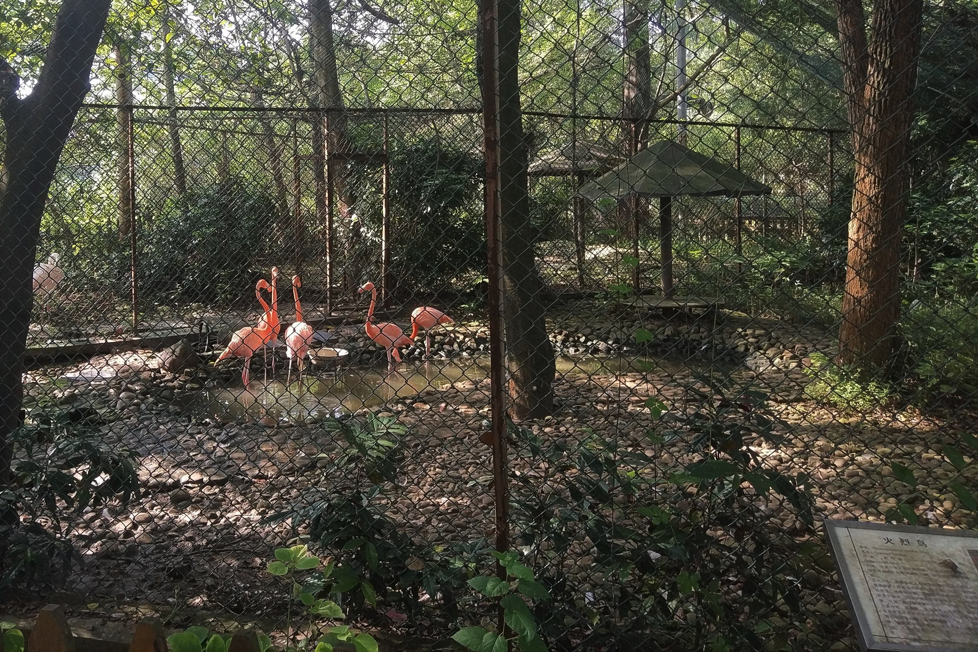 Flamingo Exhibit