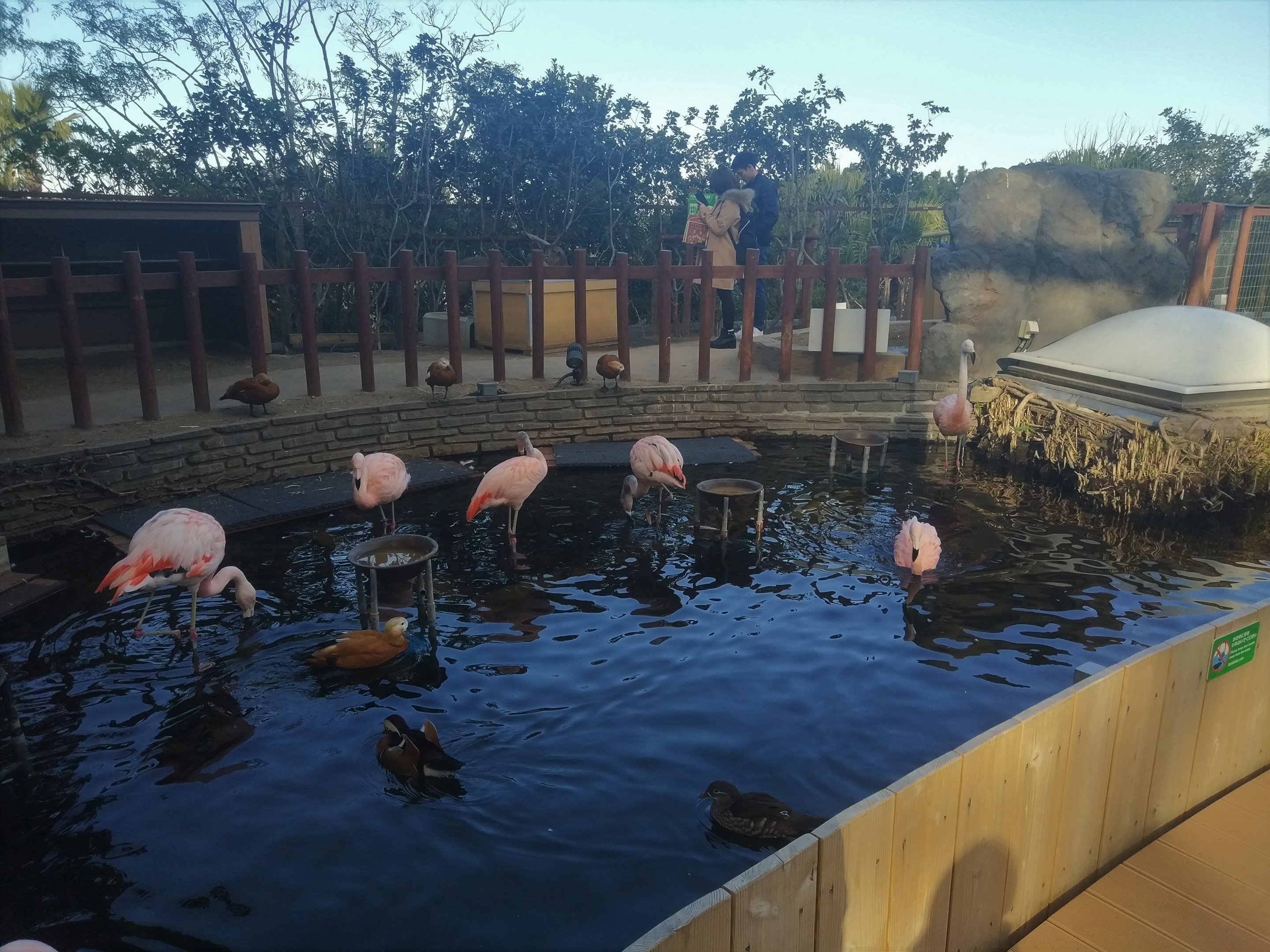 Flamingo Exhibit