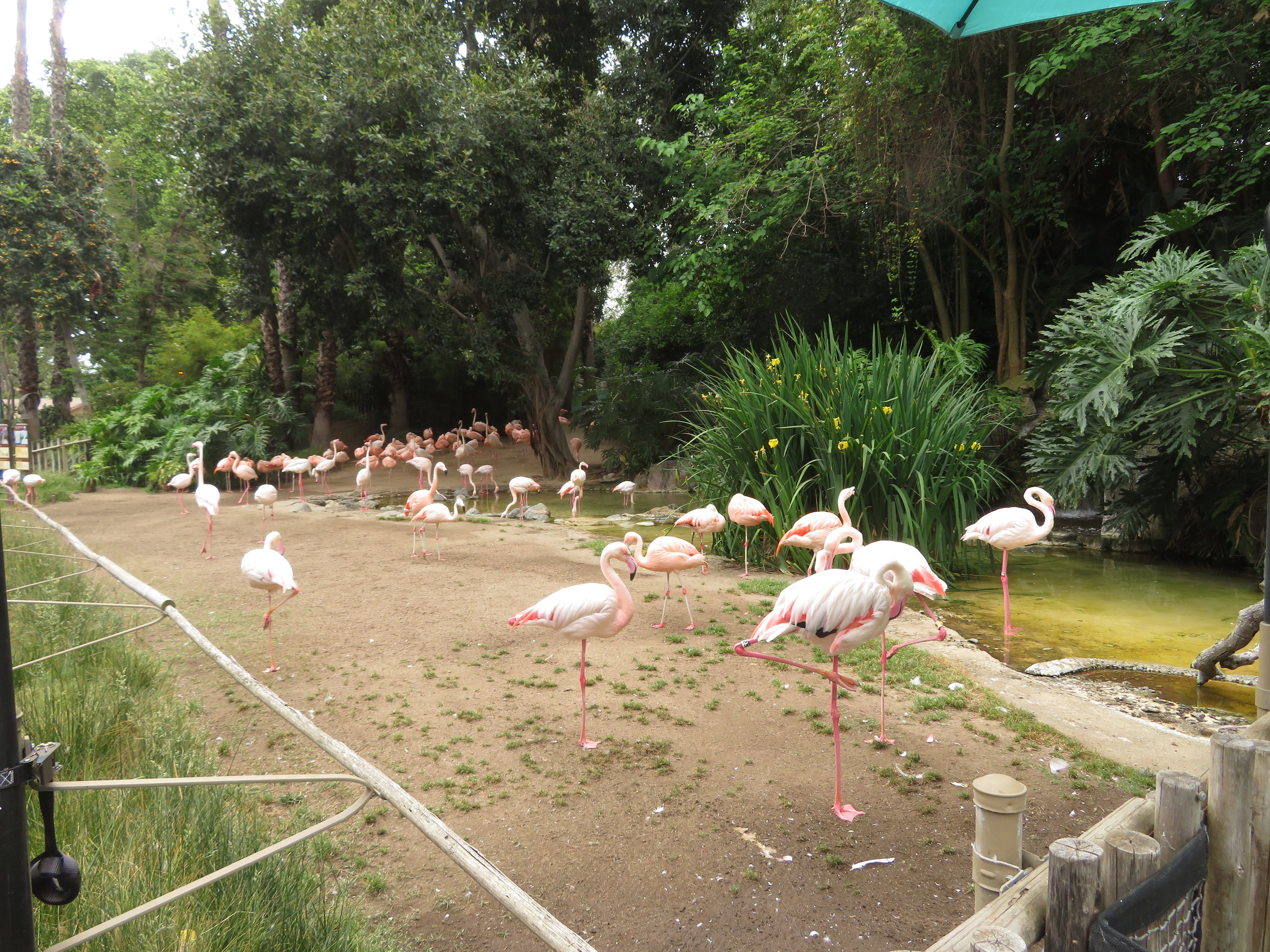 Flamingo Exhibit