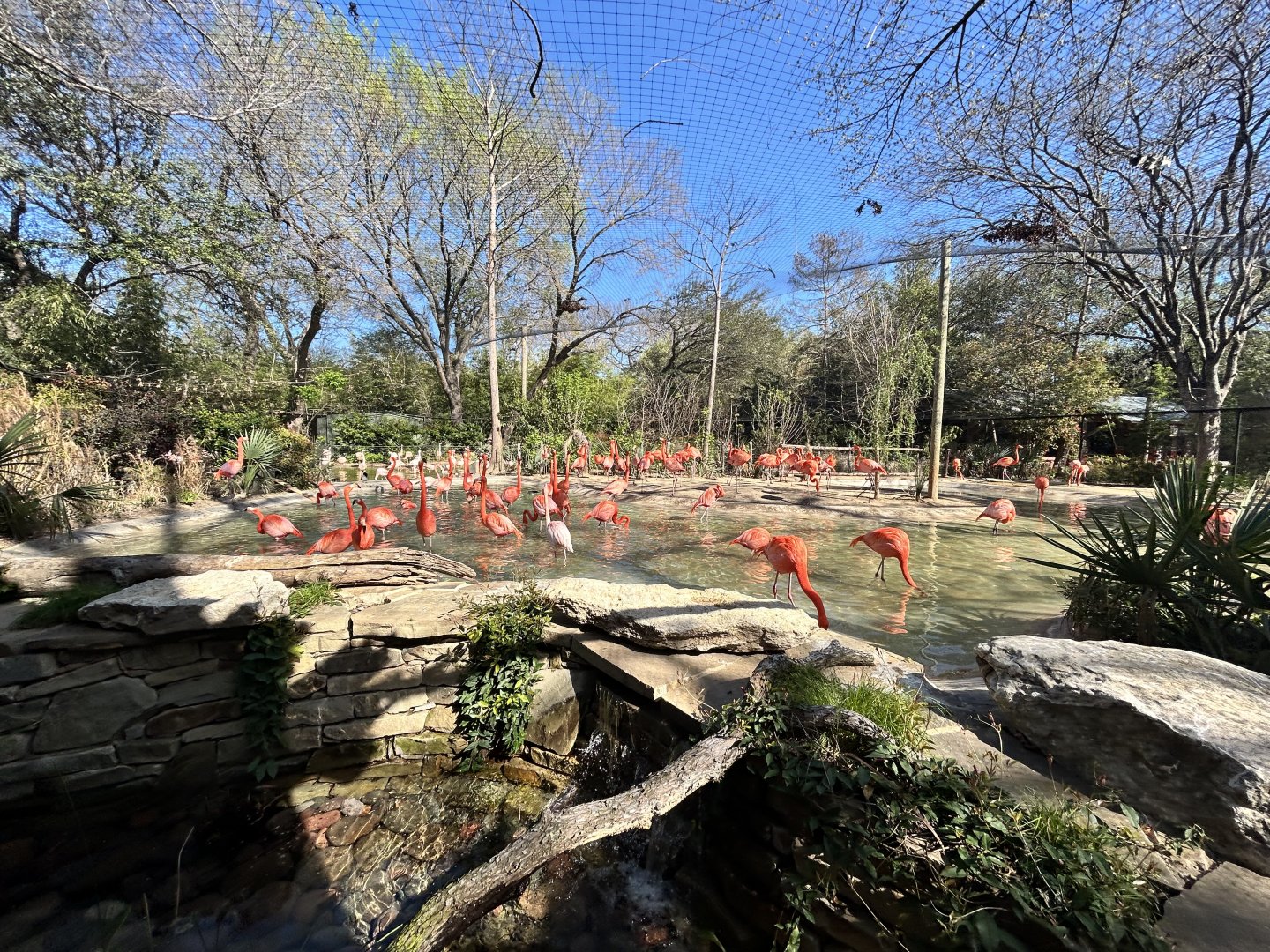 Flamingo Exhibit