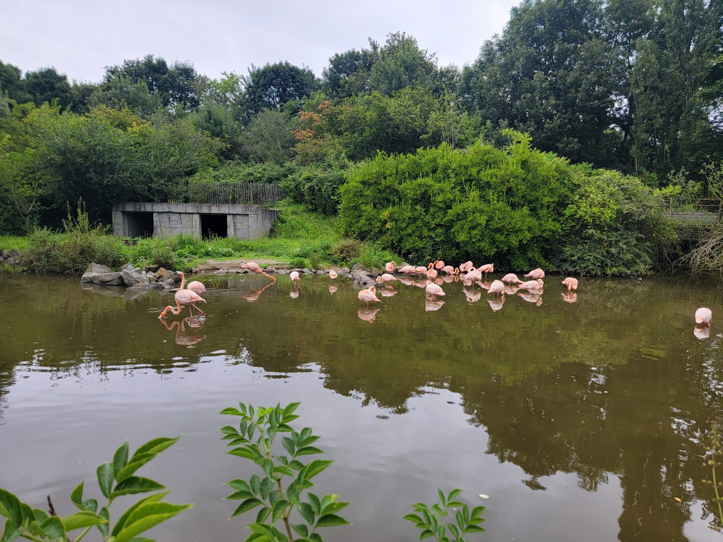 Flamingo exhibit