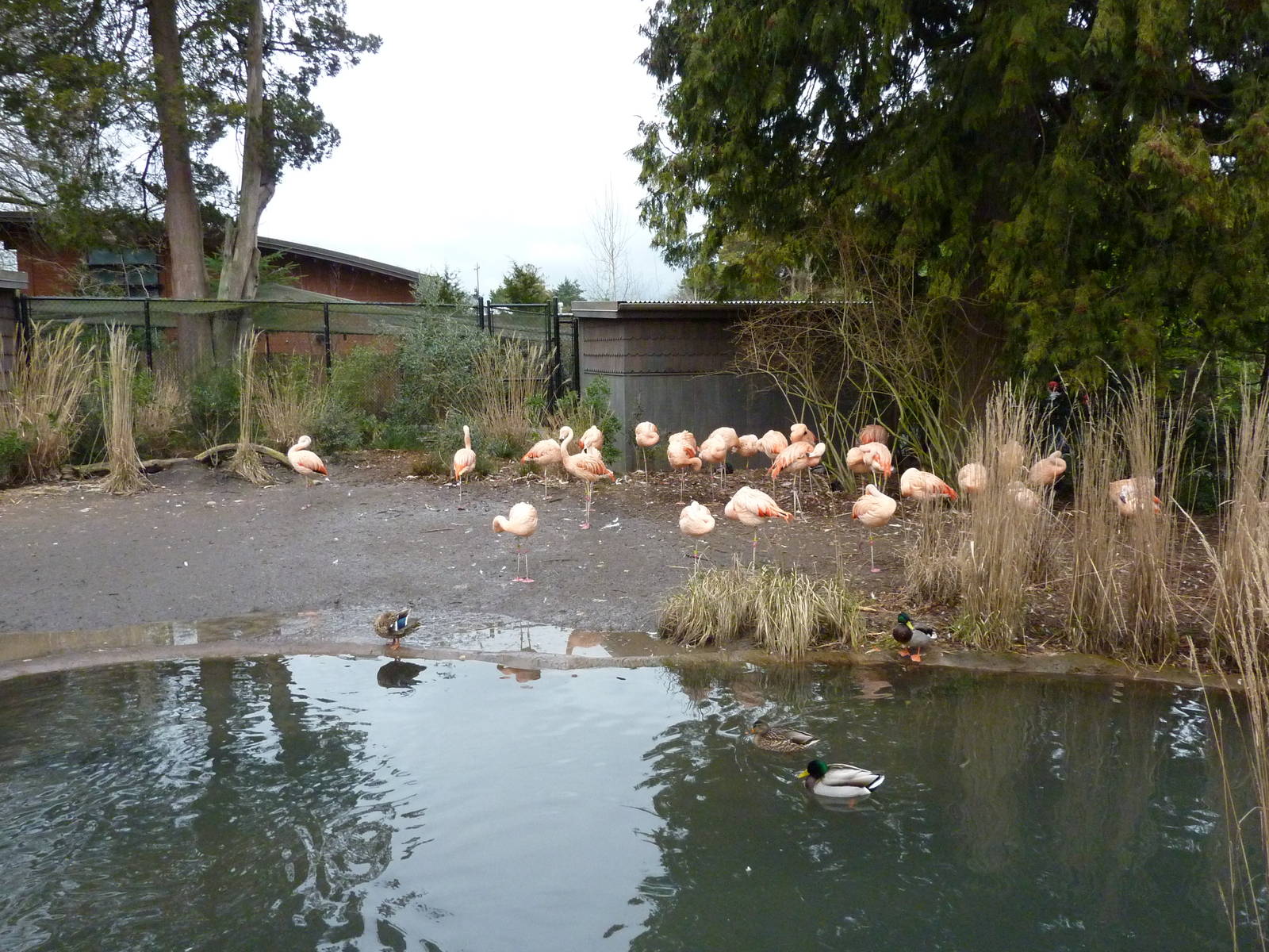 Flamingo Exhibit