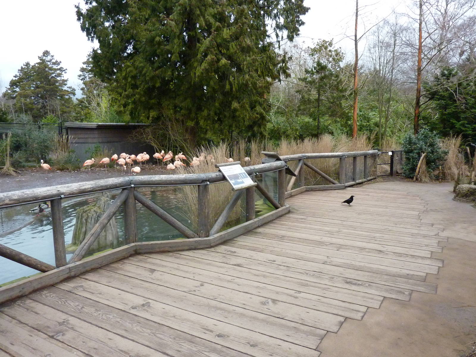 Flamingo Exhibit