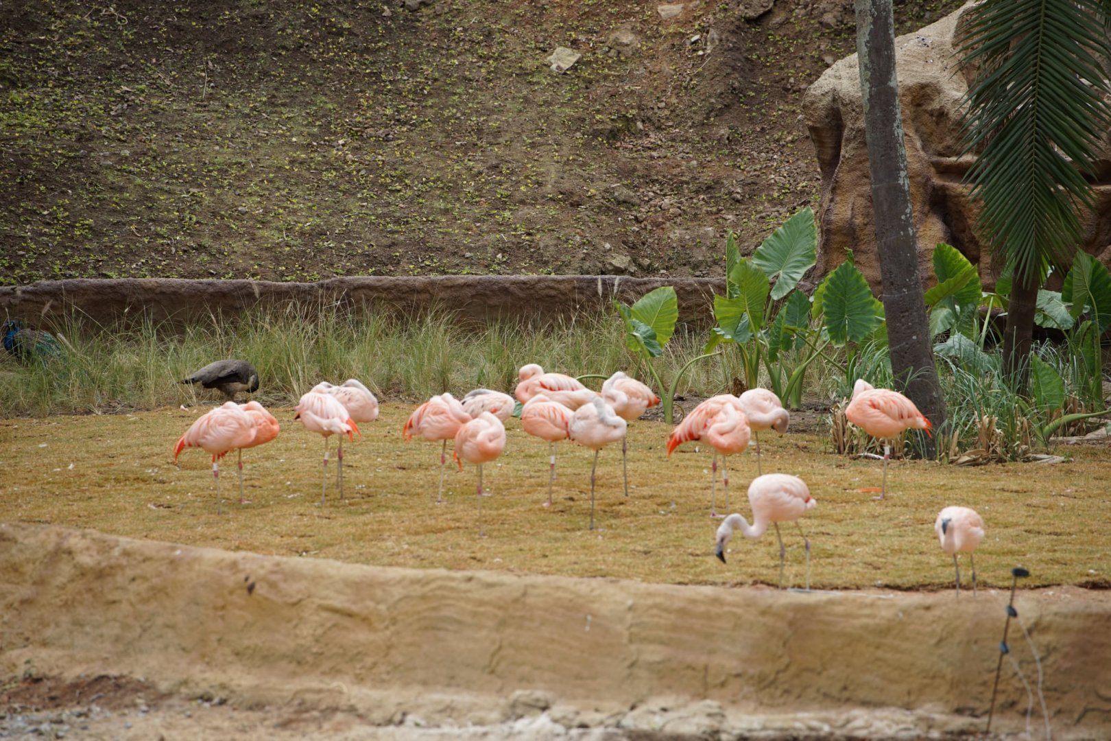Flamingo exhibit