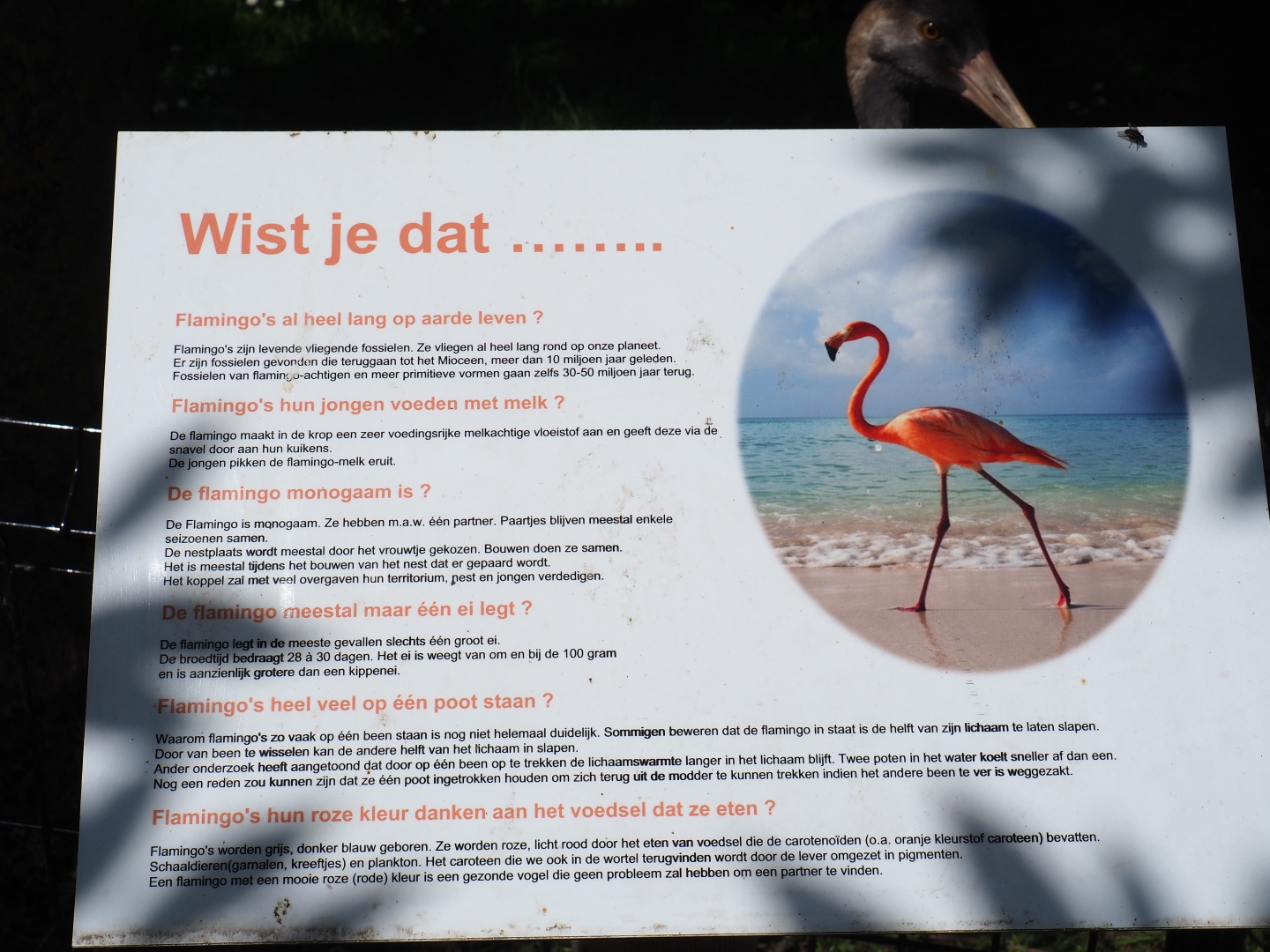 Flamingo facts sign, 2019-06-01