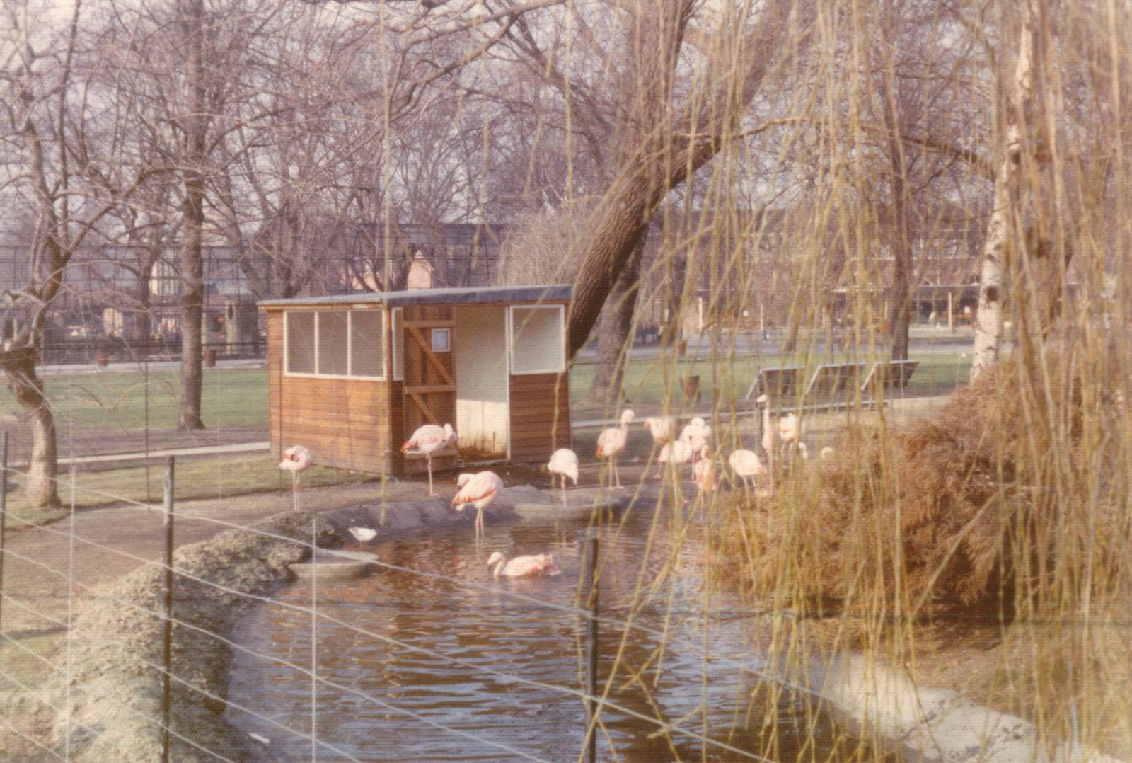 Flamingo, February 1973