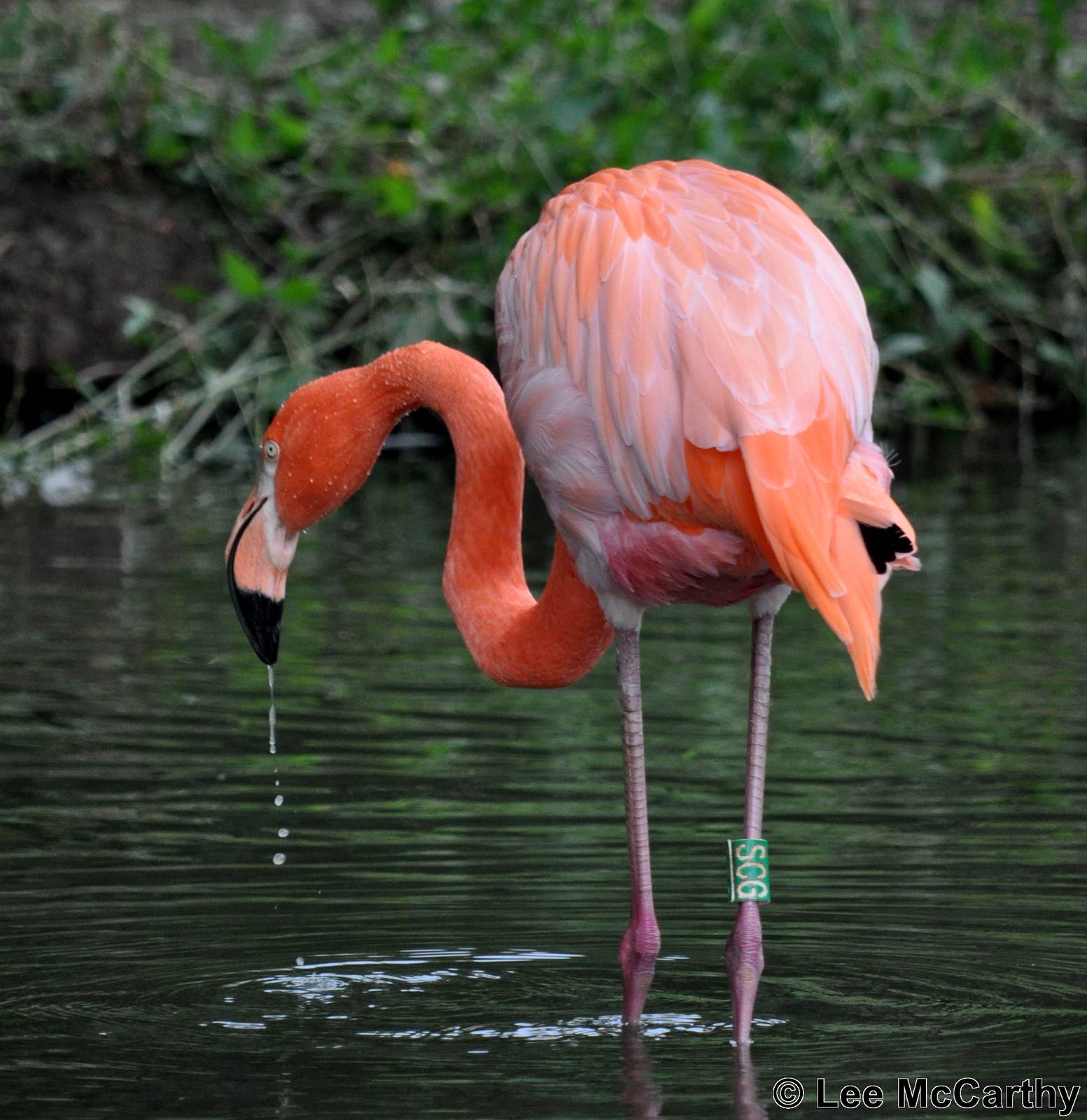 Flamingo Feeding Taken 25th September 2011