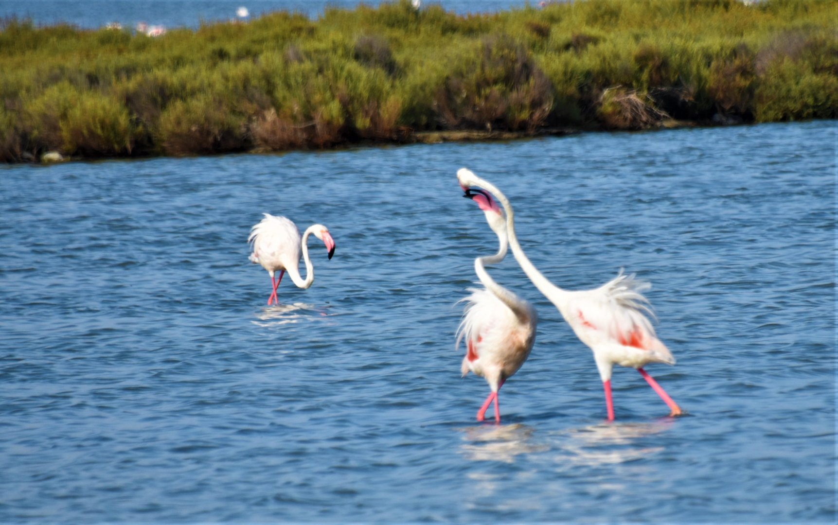 Flamingo fight - Camargue wetlands