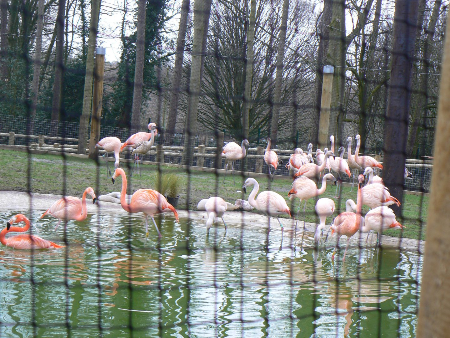 Flamingo Flock - 11 March 2018