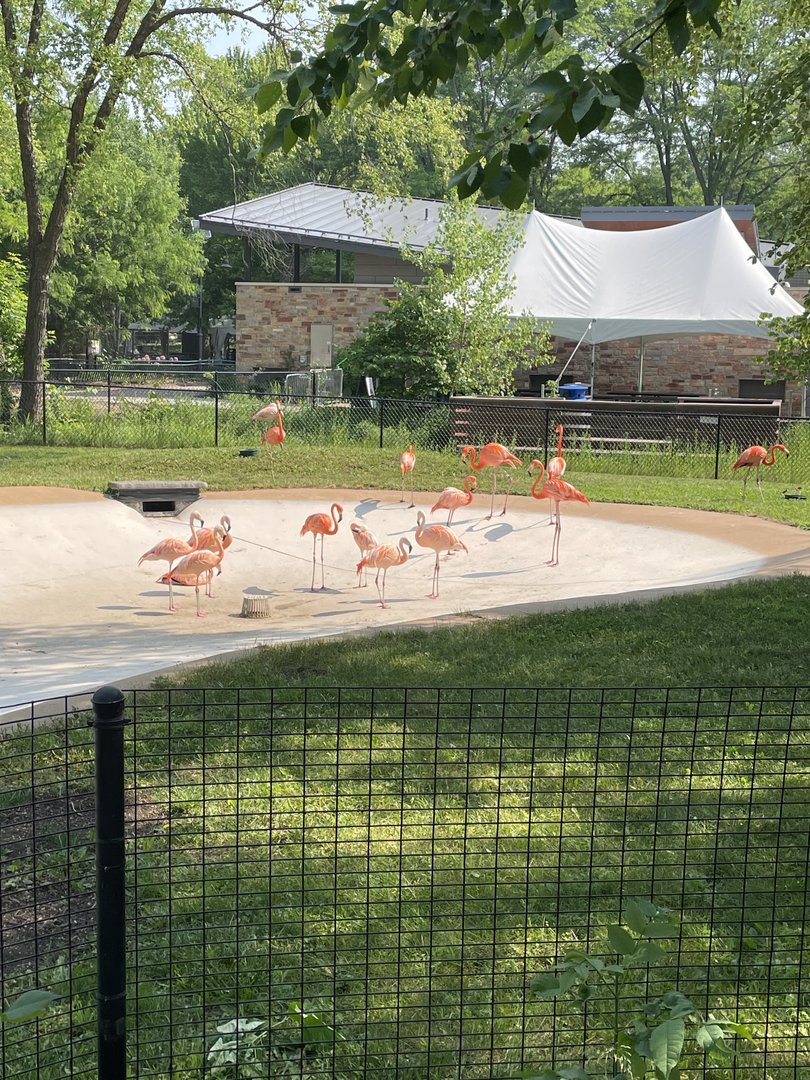 Flamingo Flock (6/4/23)