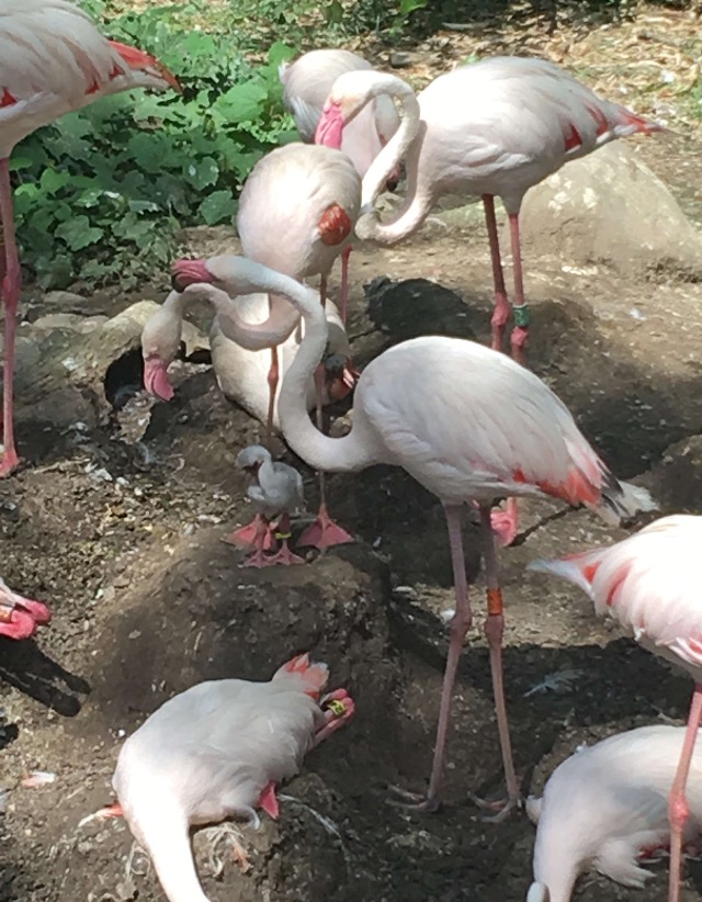 Flamingo Flock + Chick | Cincinnati Zoo